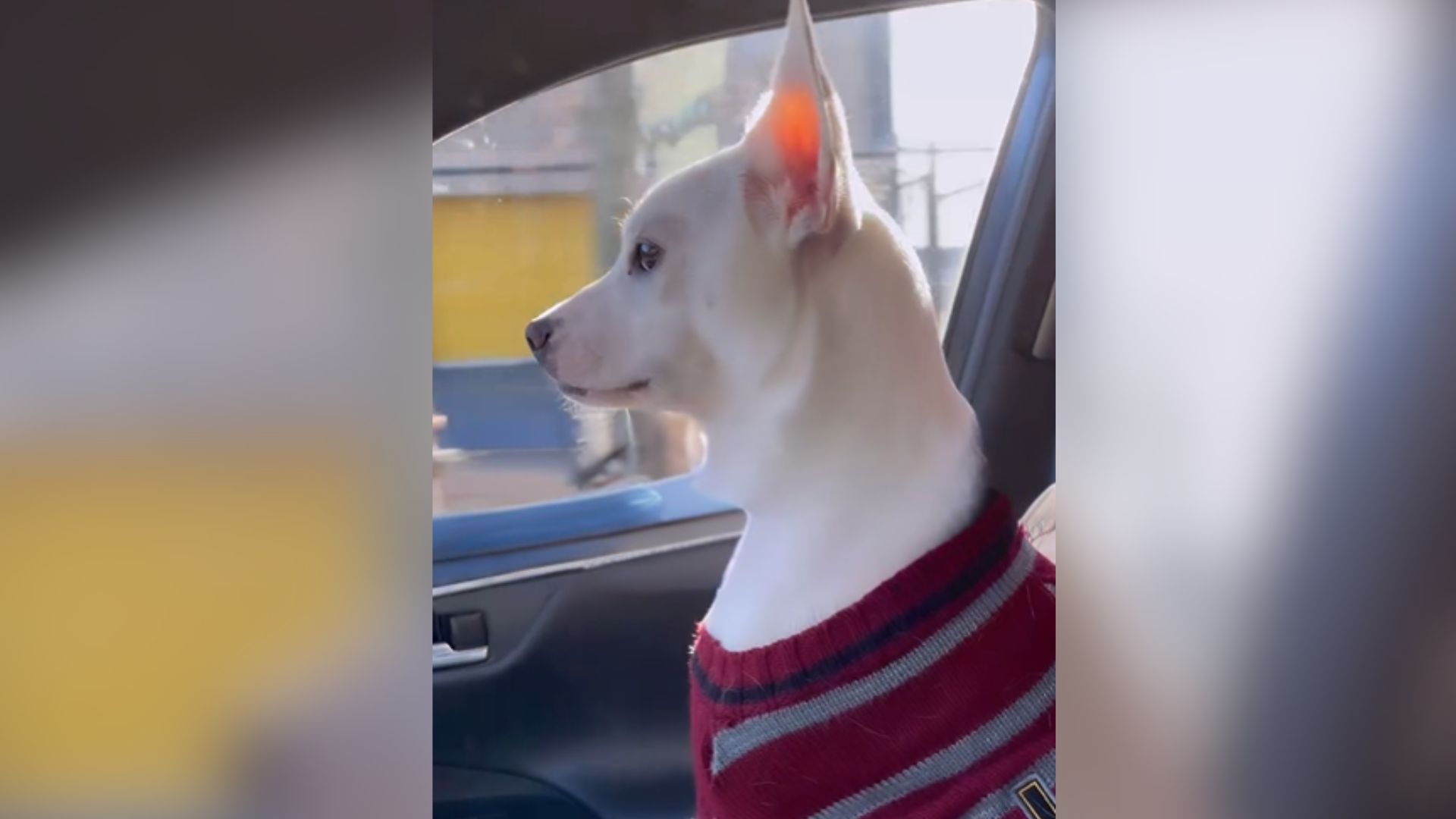 Massachusetts Couple Drives 12 Hours To Bring Deaf Dog A New Companion