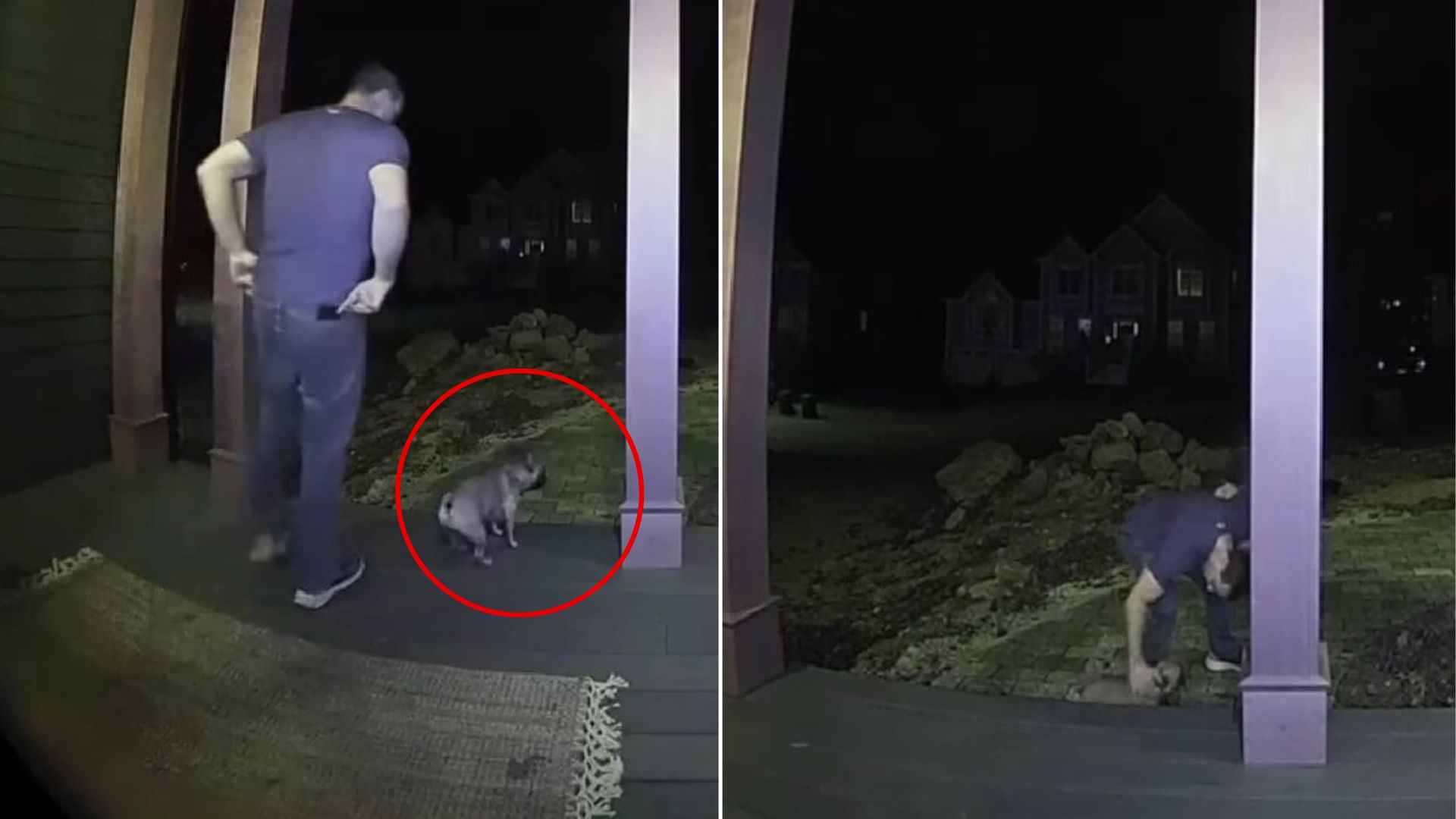 Massachusetts Frenchy’s Adorable Flip