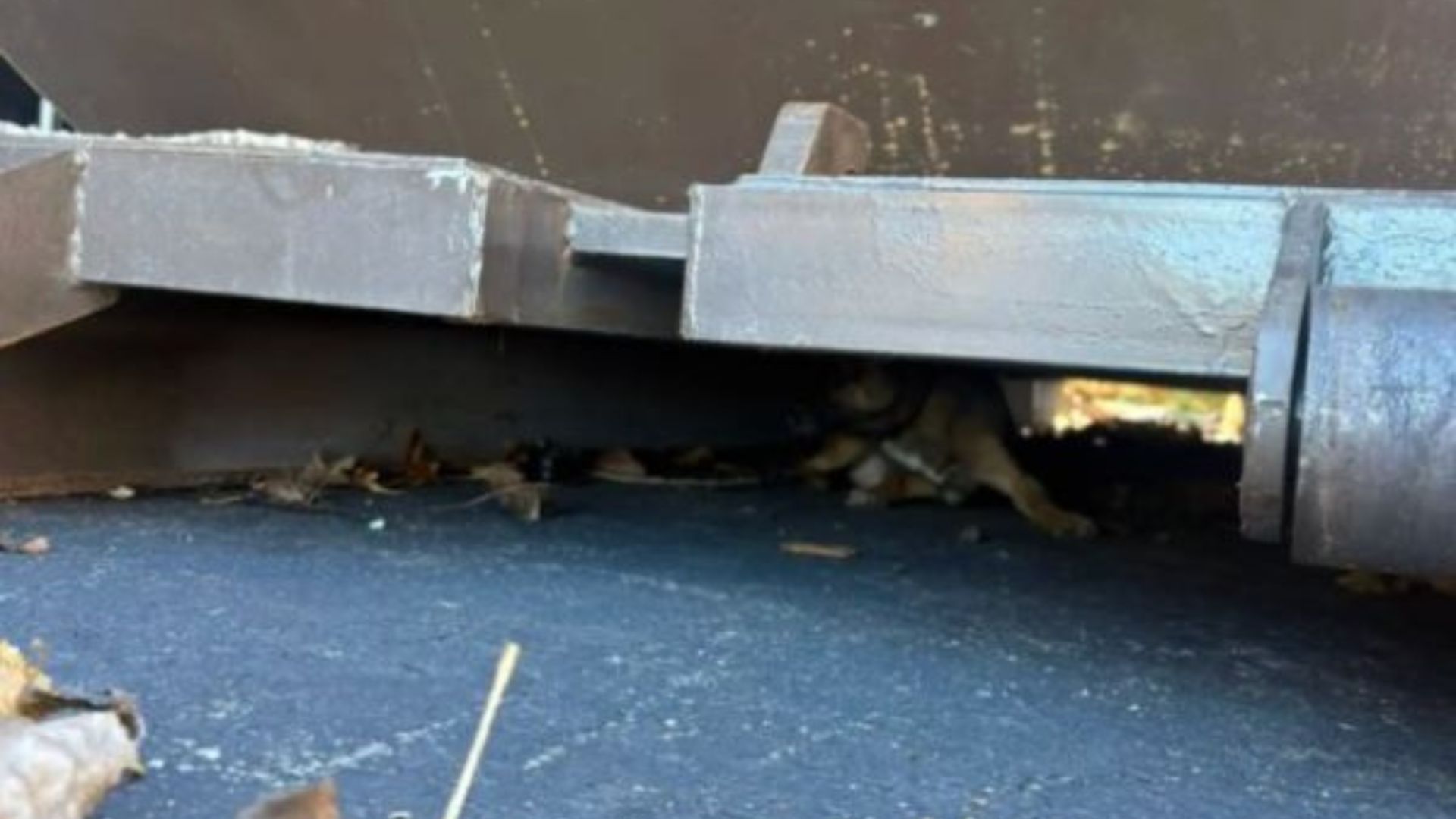 Massachusetts Team Shocked By What They Discover Curled Up Beneath A Dumpster In The Cold