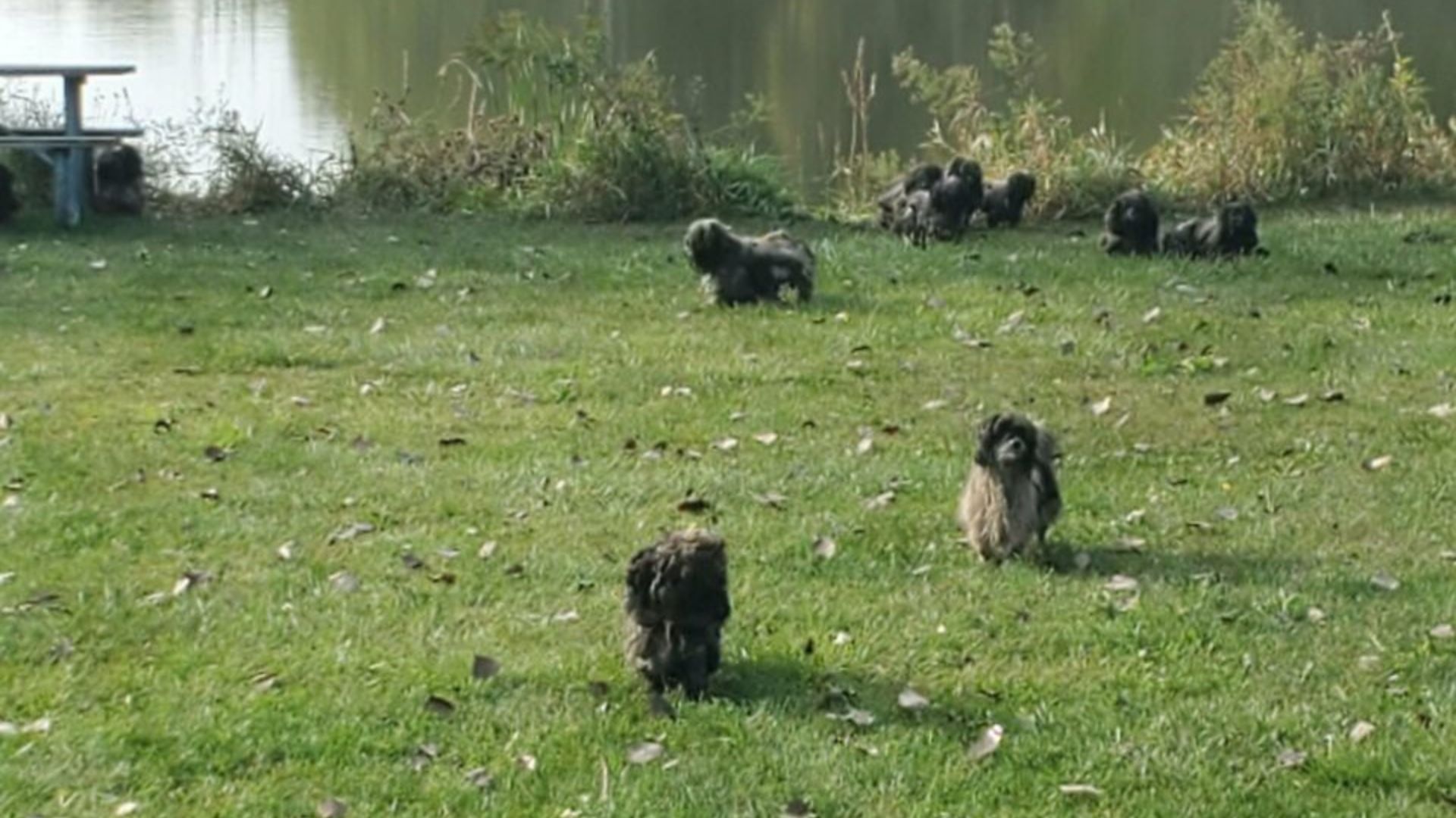 Matted Dogs In Illinois Shelter Undergo A Remarkable Transformation After Their First Bath