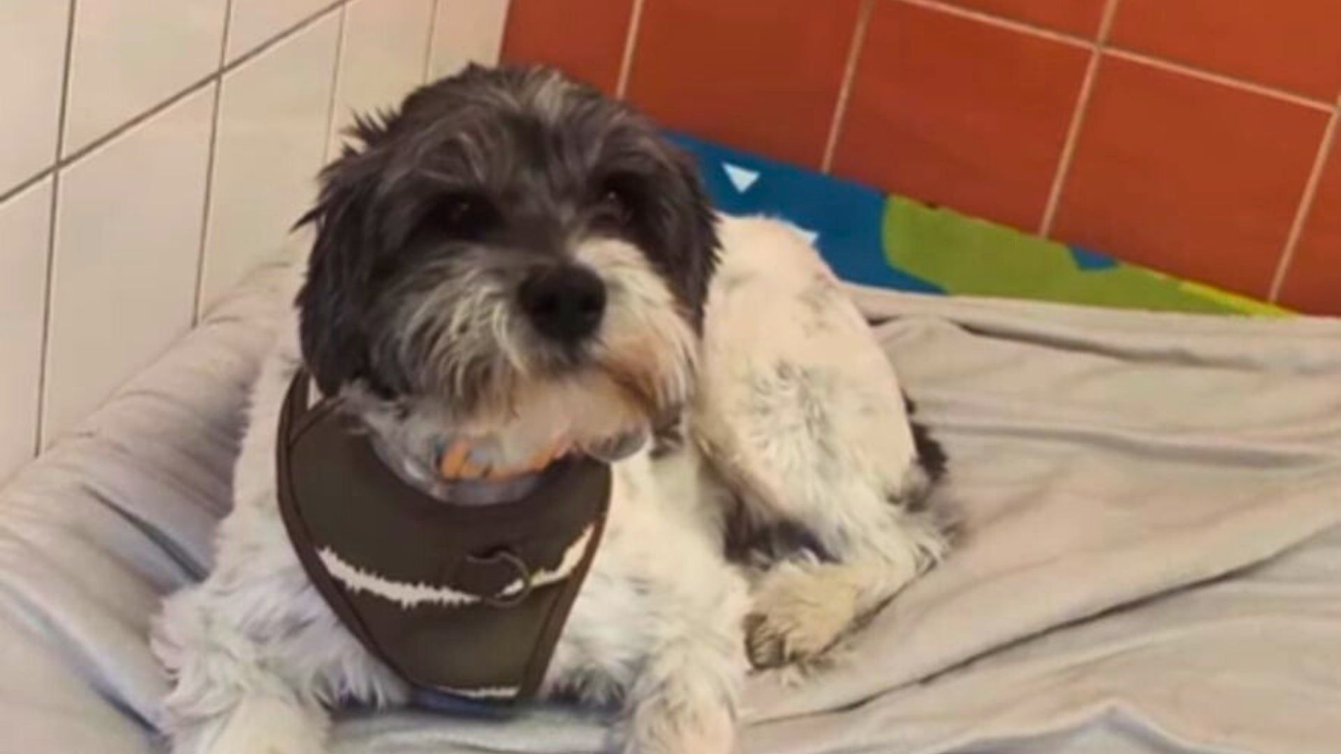 Michigan Dog’s Forever Home Dream Shattered Just Minutes After Leaving The Shelter