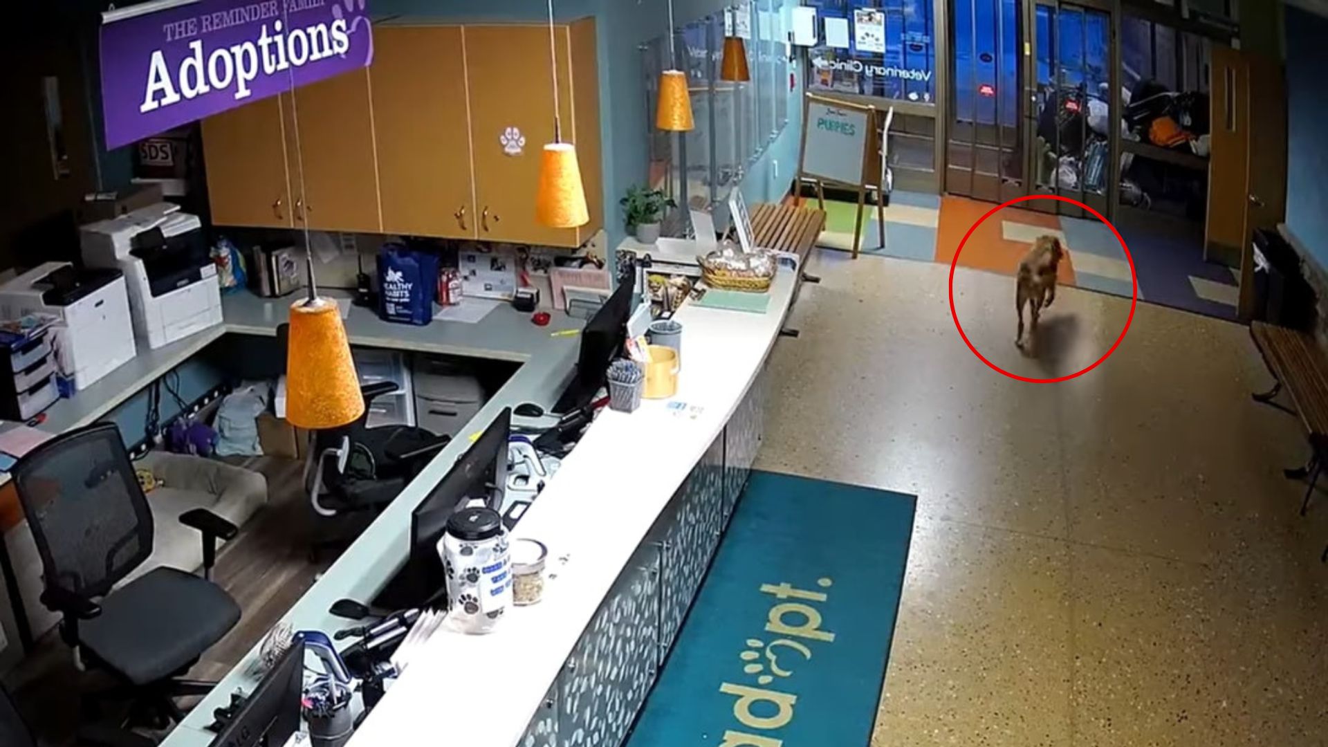 Michigan Shelter Dog Breaks Free And Leaves Everyone Wondering How He Did It