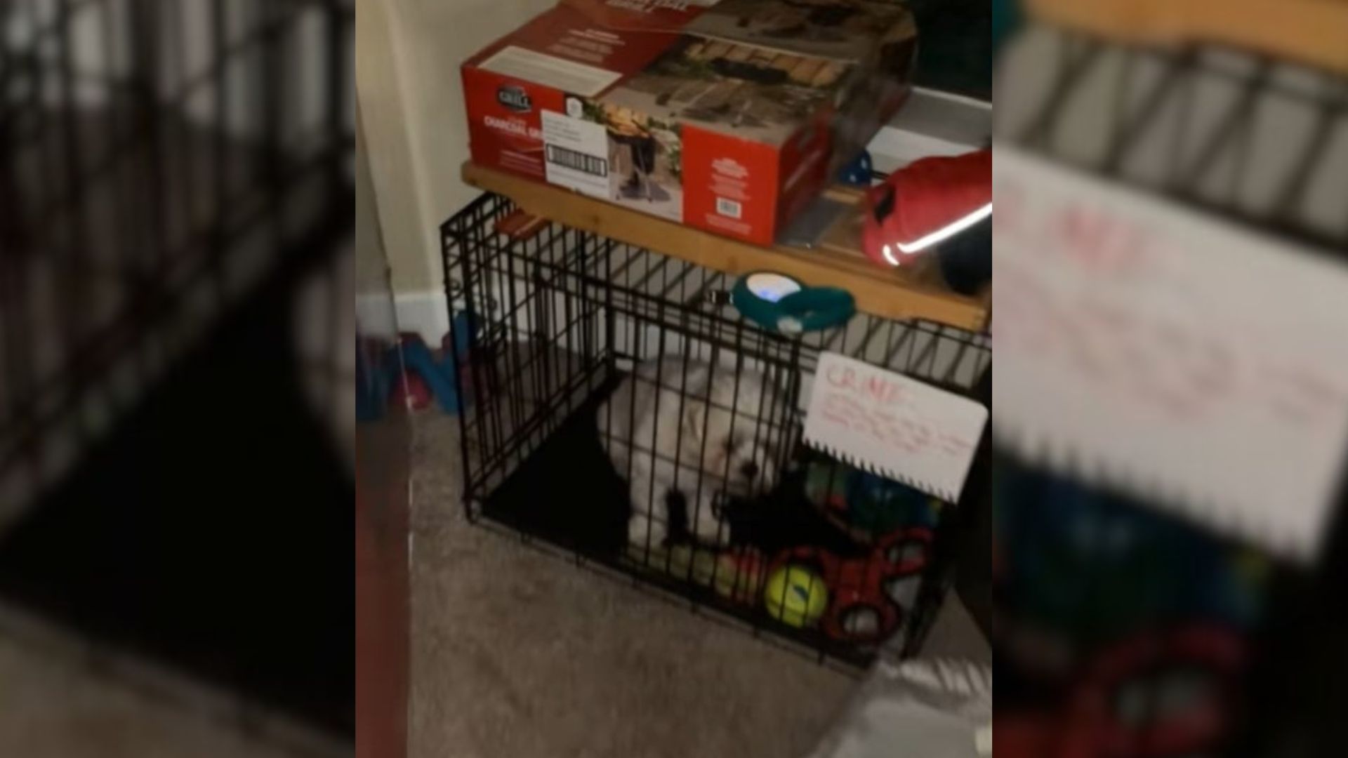 tiny dog in crate