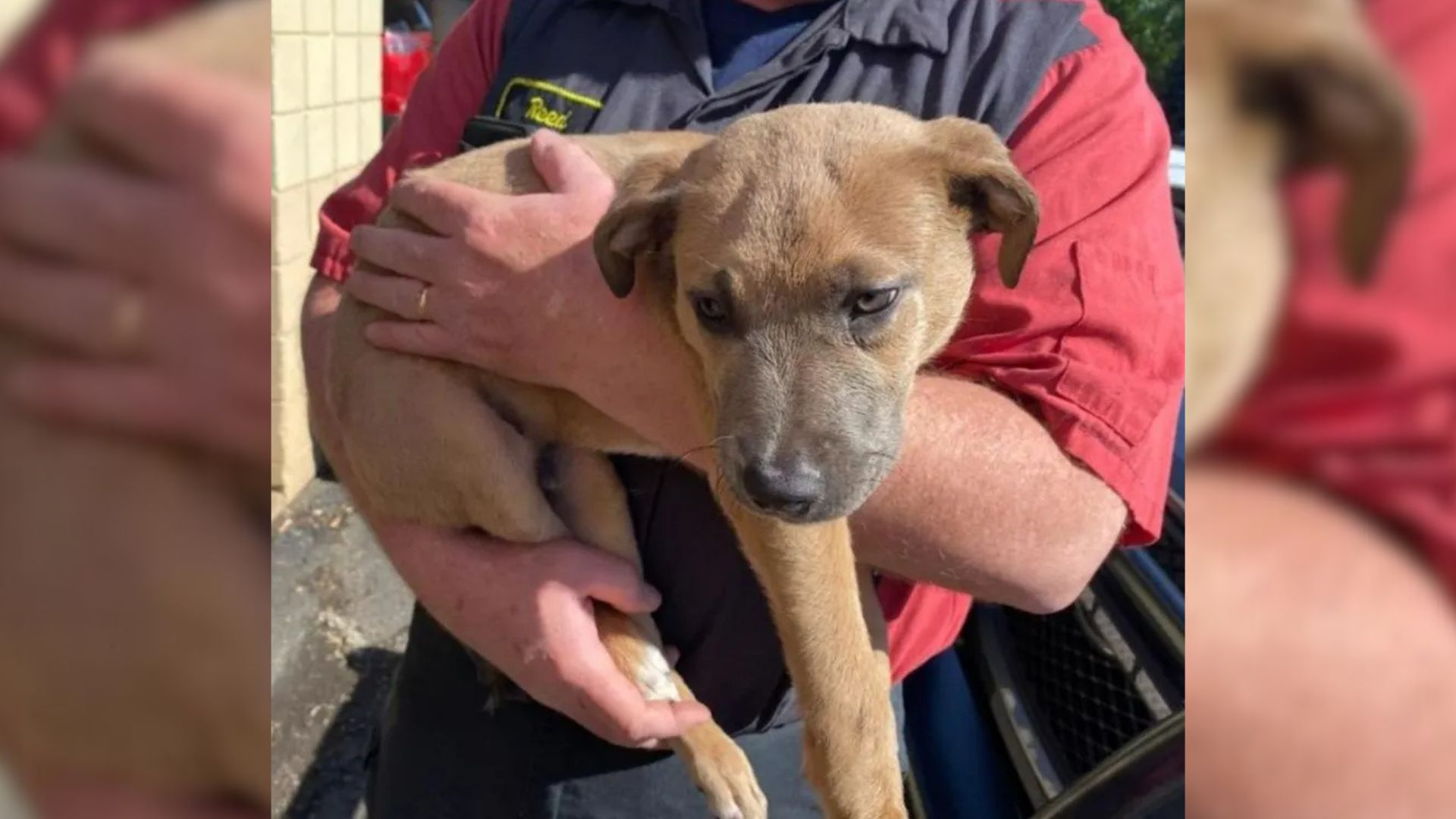 Minnesota Worker Checks A Mysterious Backpack In A Dumpster And Finds A Heartbreaking Surprise 