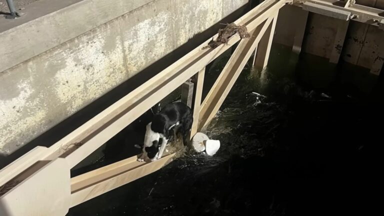 trapped dog