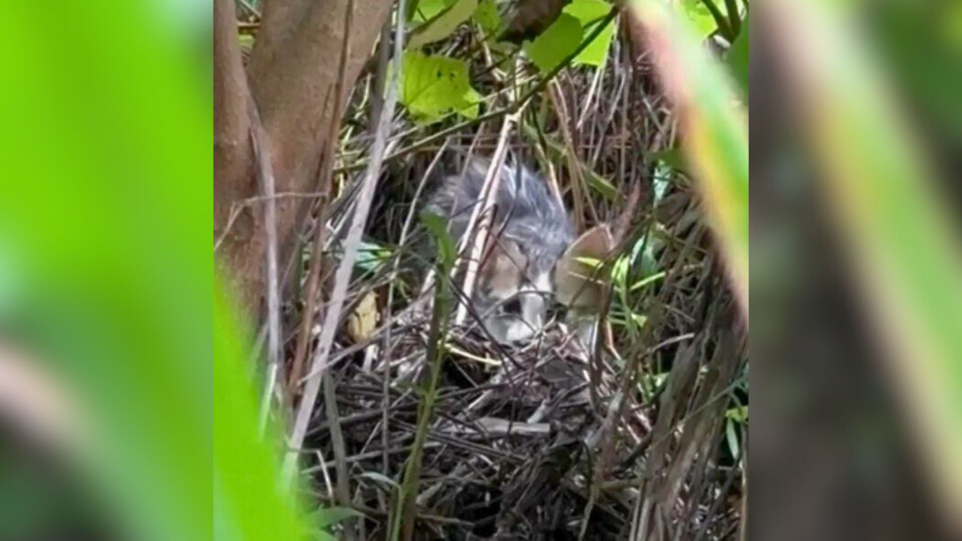 Mississippi Rescuers Follow Faint Cries To A Life-Changing Discovery