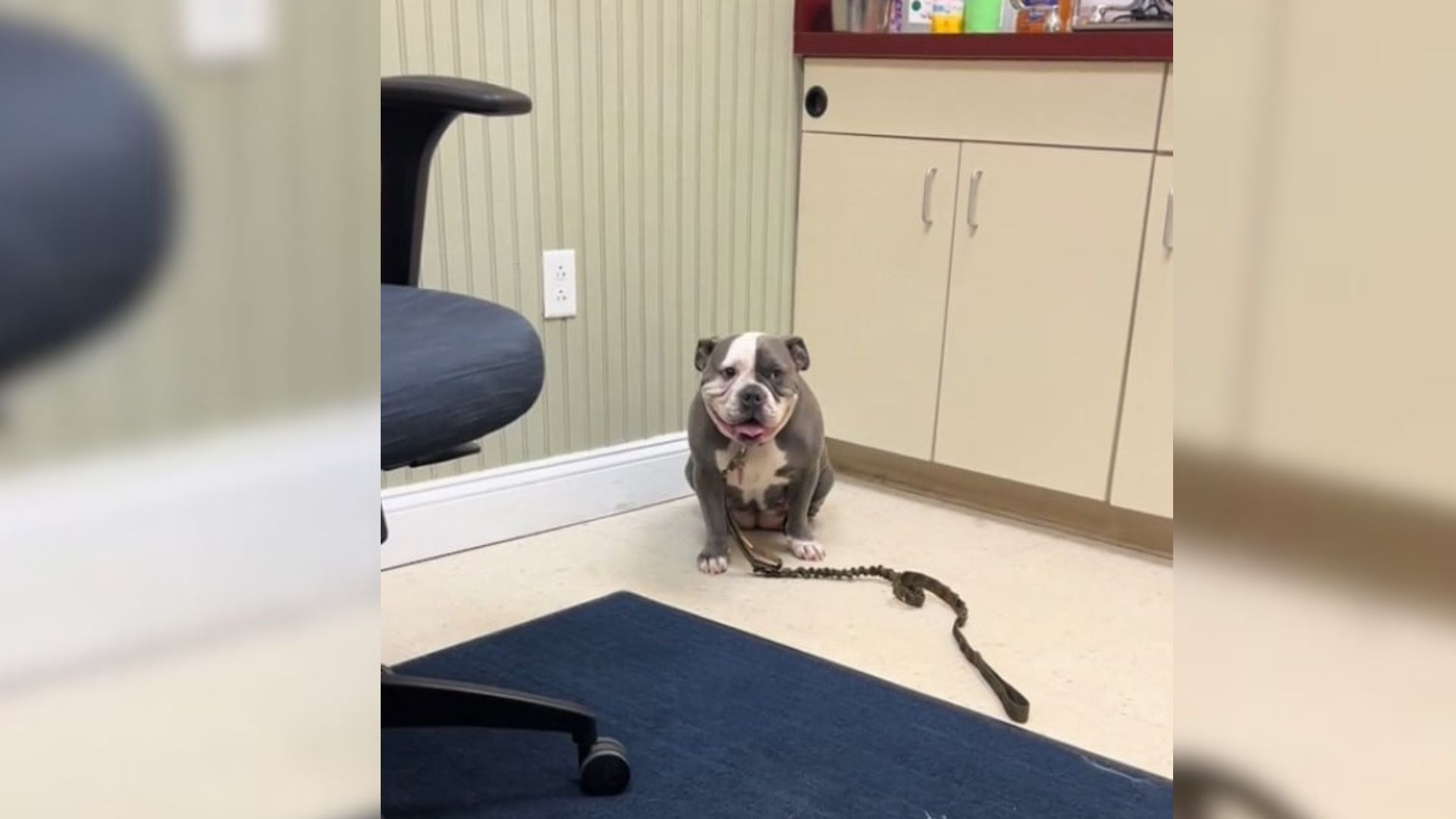 Missouri Man Takes Limping Dog To The Vet And Learns The Shocking Truth Behind It