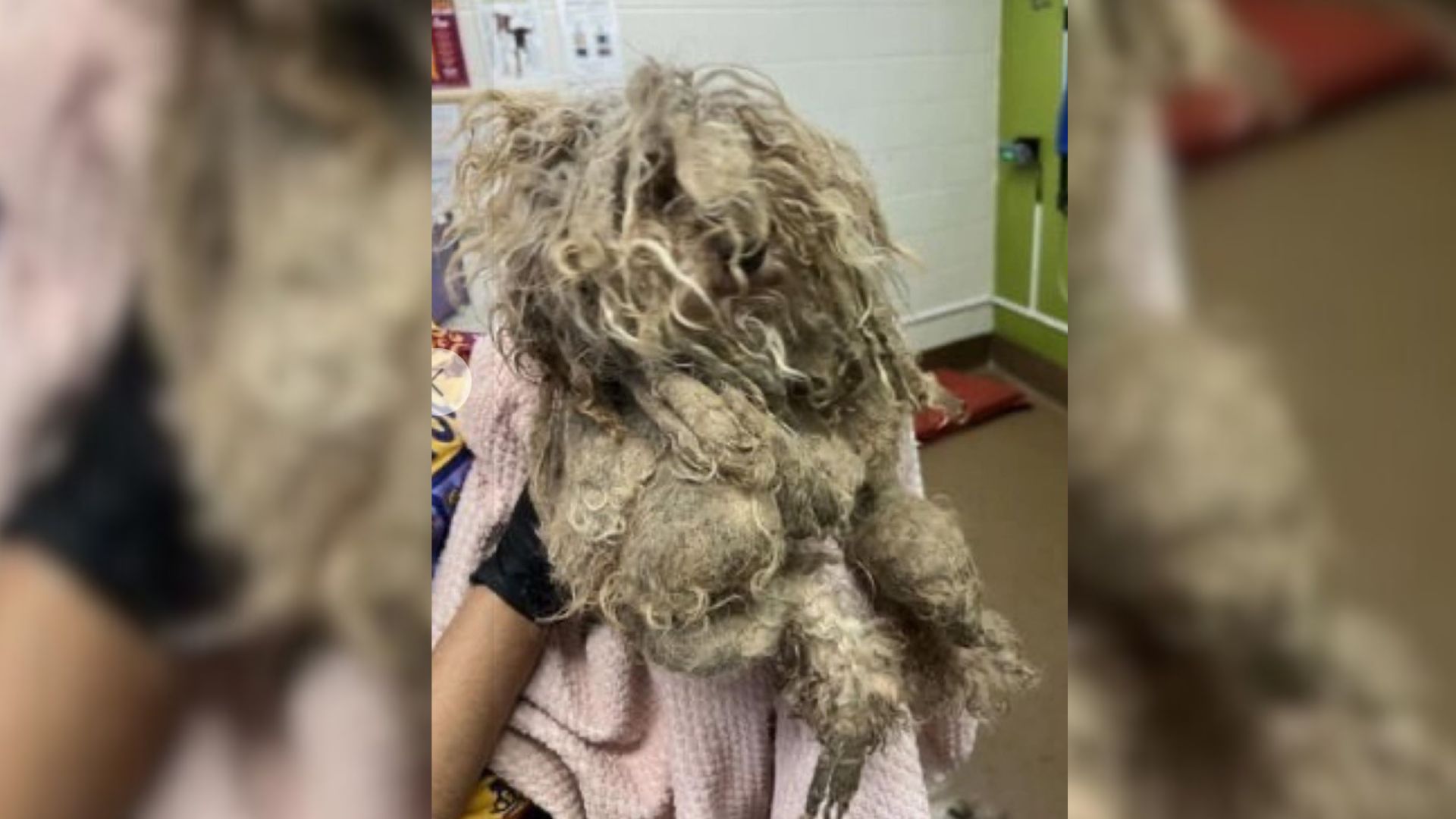Missouri Pup Trapped Under Matted Fur Shows Rescuers A Life-Changing Surprise