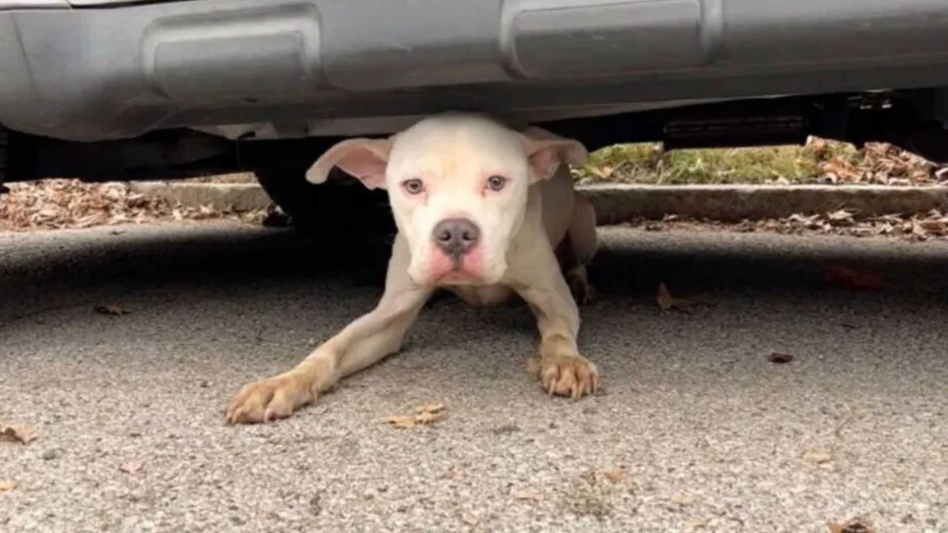 Missouri Rescuer Crawls Under A Van And Finds A Pup Too Weak To Stand