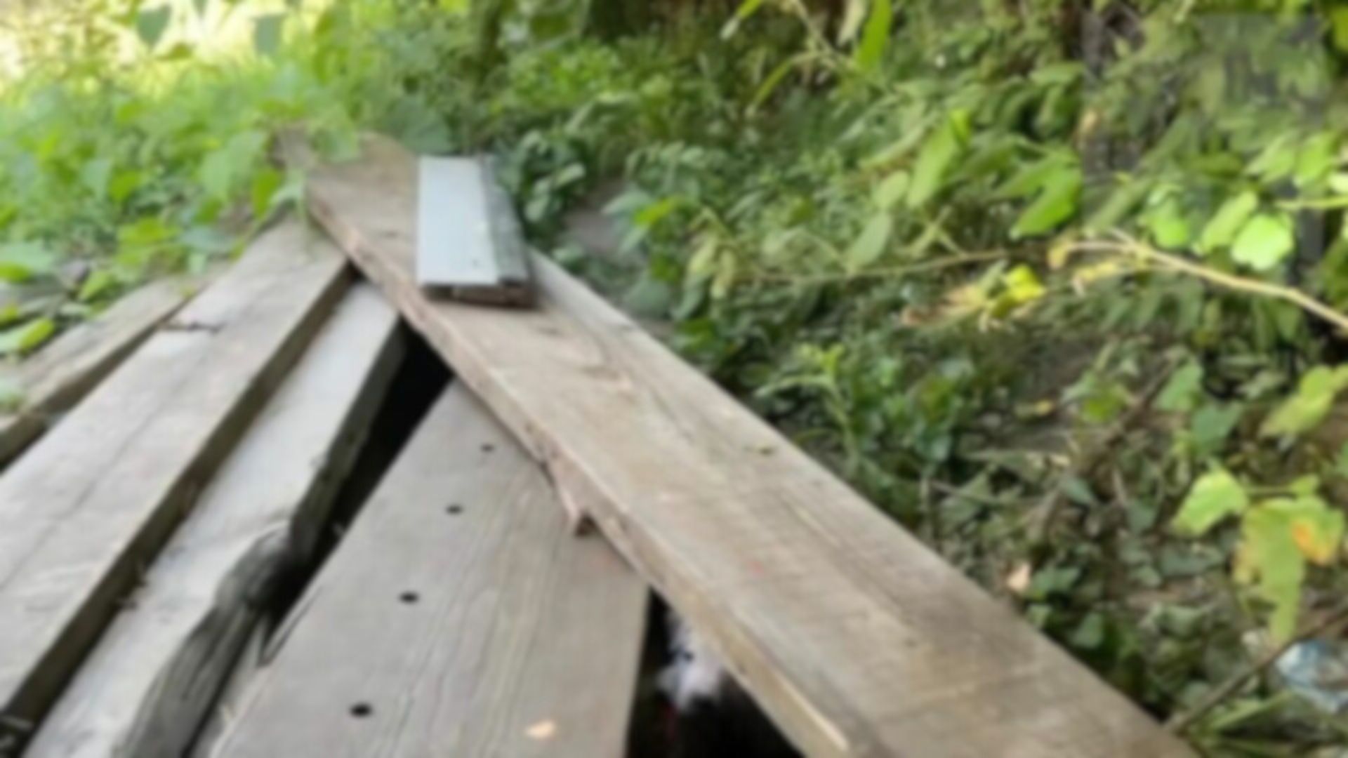 Missouri Rescuer Hurries To Save A Litter Of Puppies, Only To Discover Who’s Guarding Them