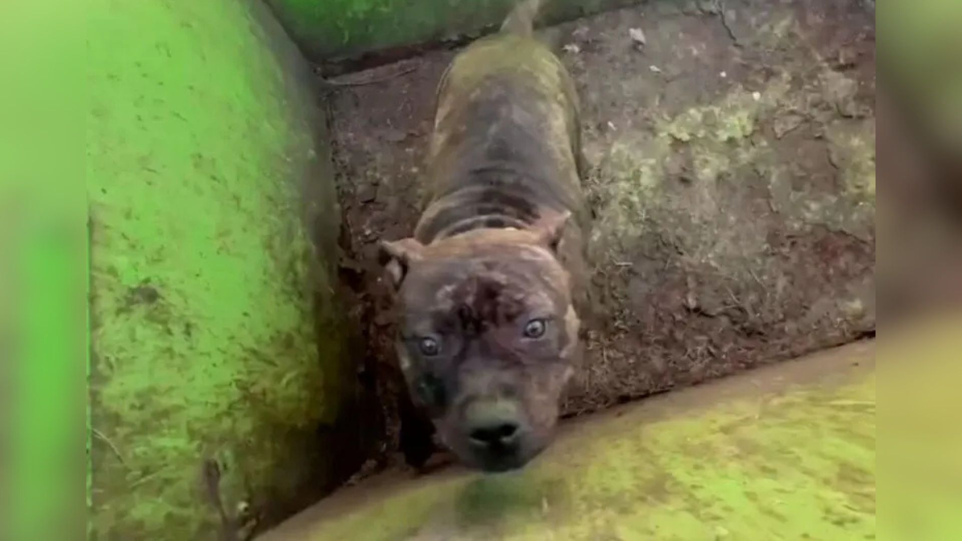 Missouri Rescuers Find More Than Trash When They Lift