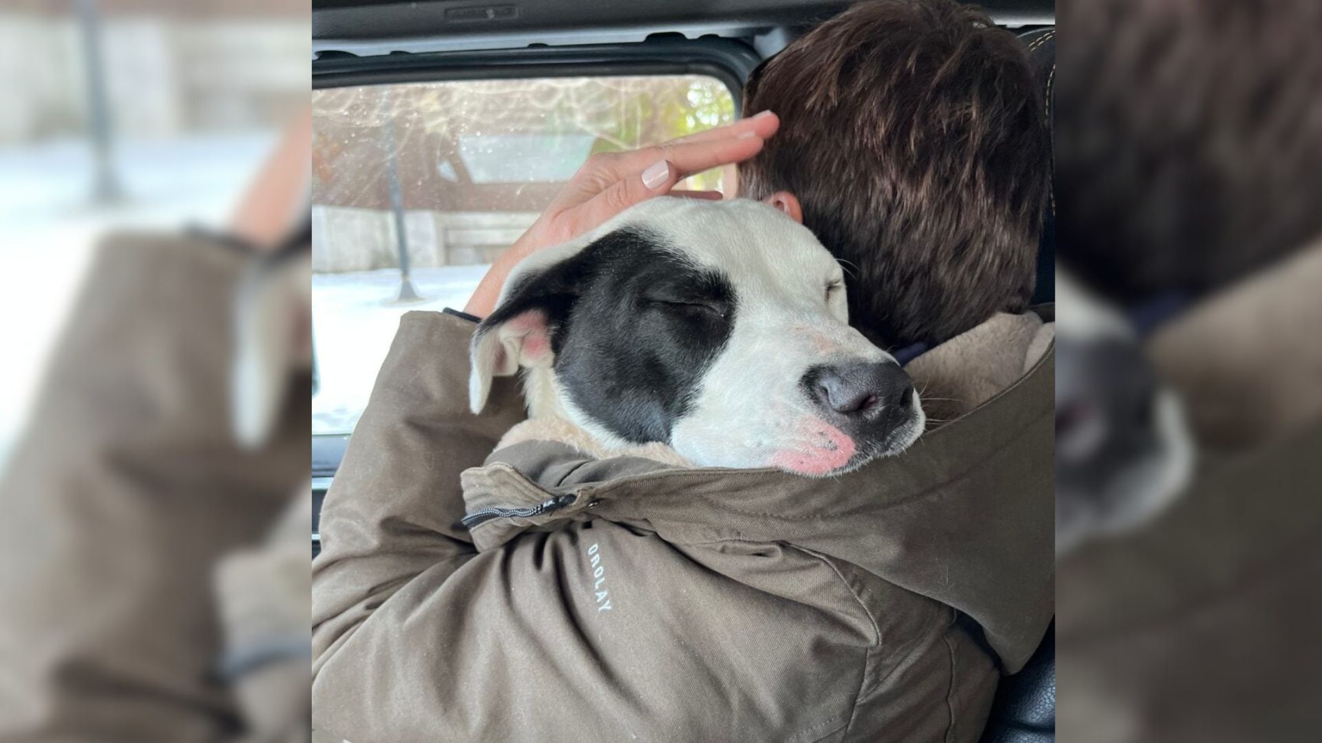 Missouri Stray Pup’s Gentle Hug Shows The World How Much Love He Has To Give