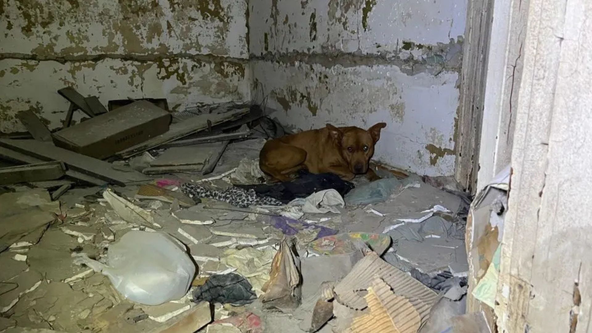 Missouri Stray Trembles In The Rubble Until Gentle Hands Lead Her To Safety