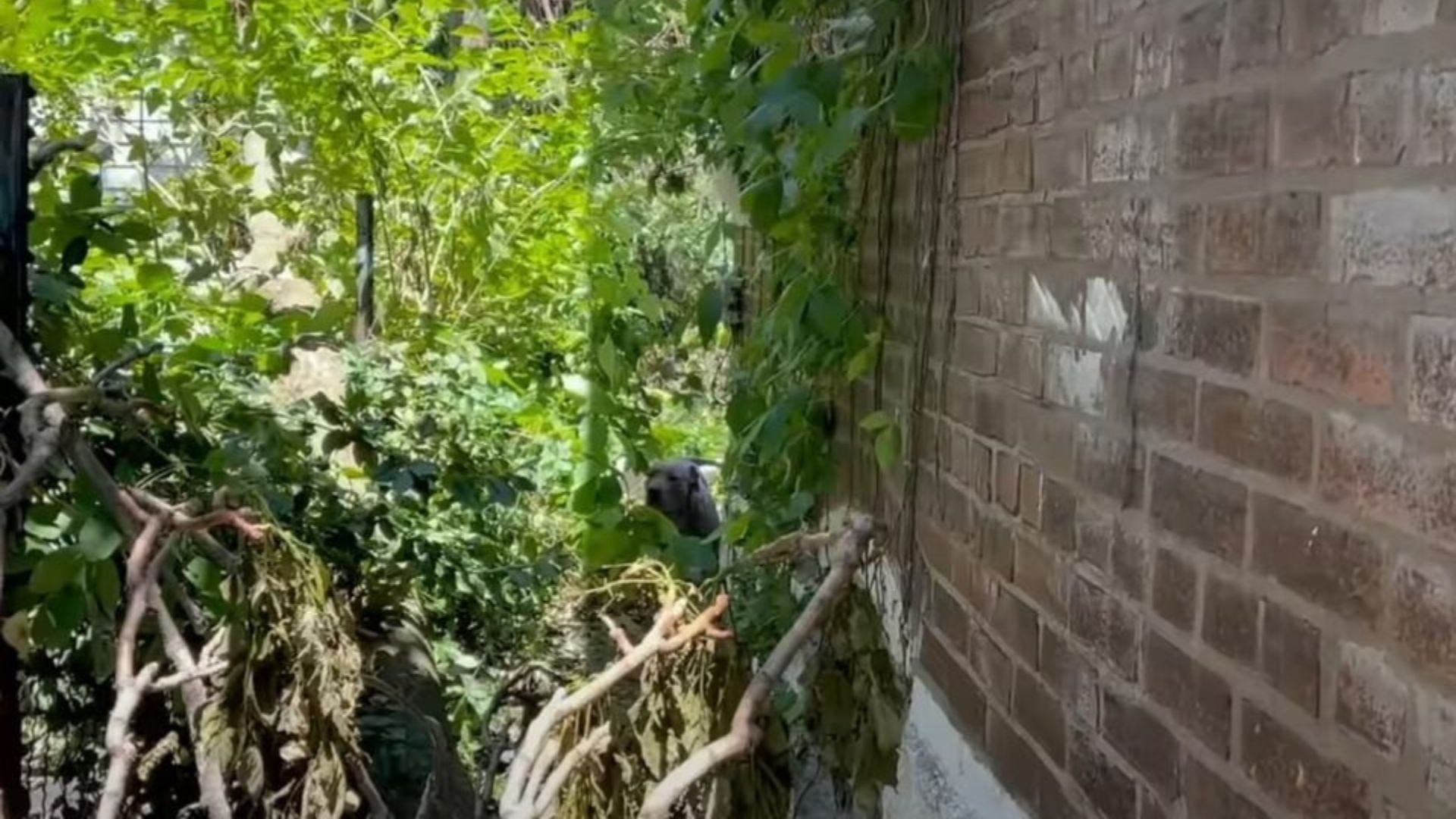 Mother Dog Protects Her Puppies In A Ruined Home Until Missouri Rescuers Arrive