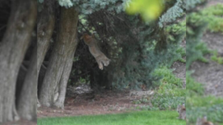 mysterious animal