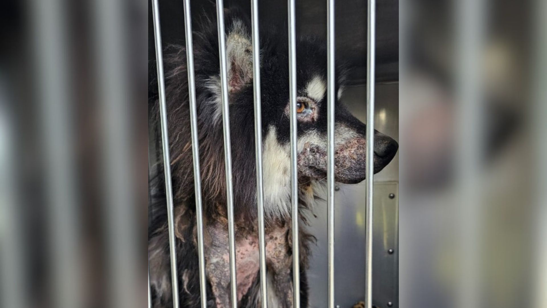 Neglected California Dog Undergoes Stunning Transformation After Rescue
