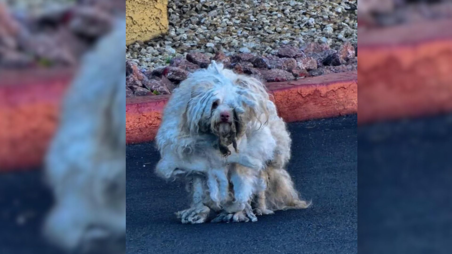 Nevada Dog Hidden Beneath Layers Of Mats And Filth Leaves Vets Unsure What They Were Looking At