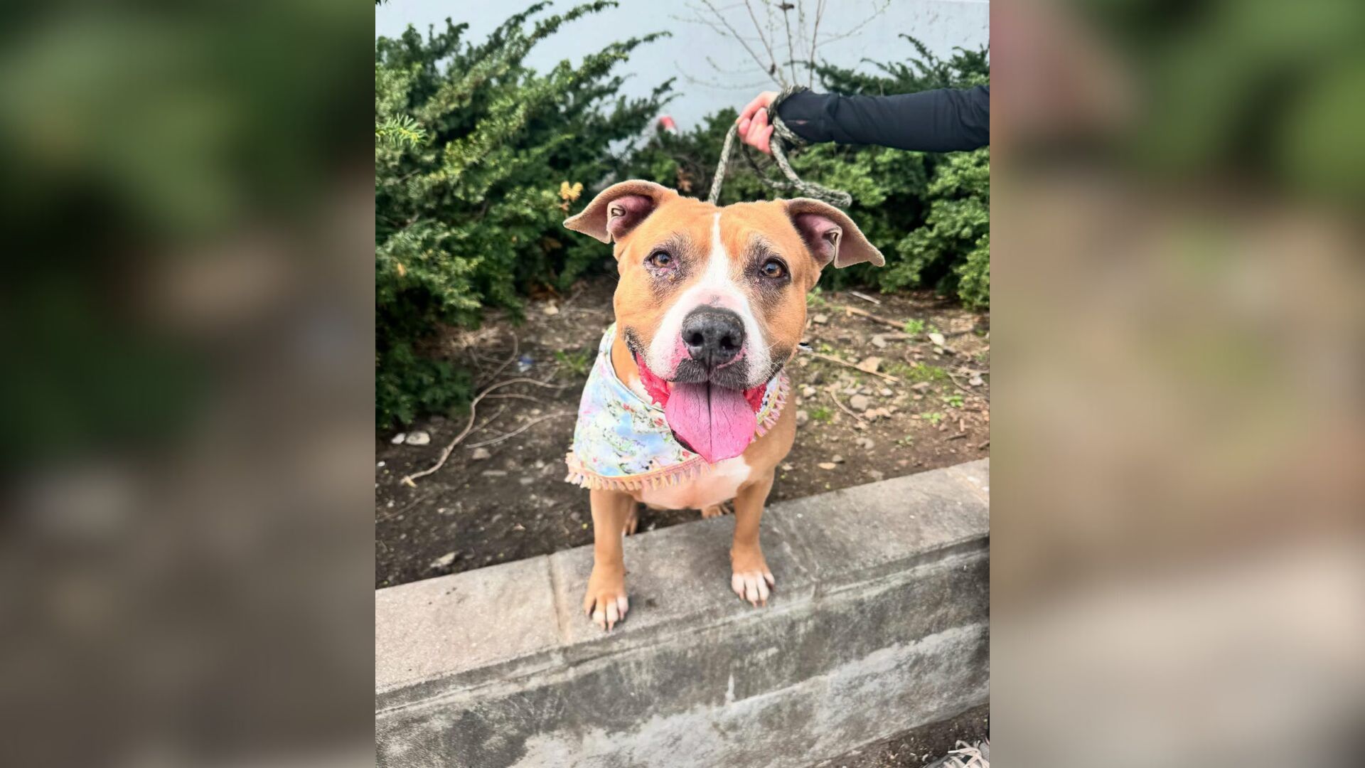 New Jersey Dog Wins Thousands Of Fans Online But Waits Over A Year For One Family To Choose Her