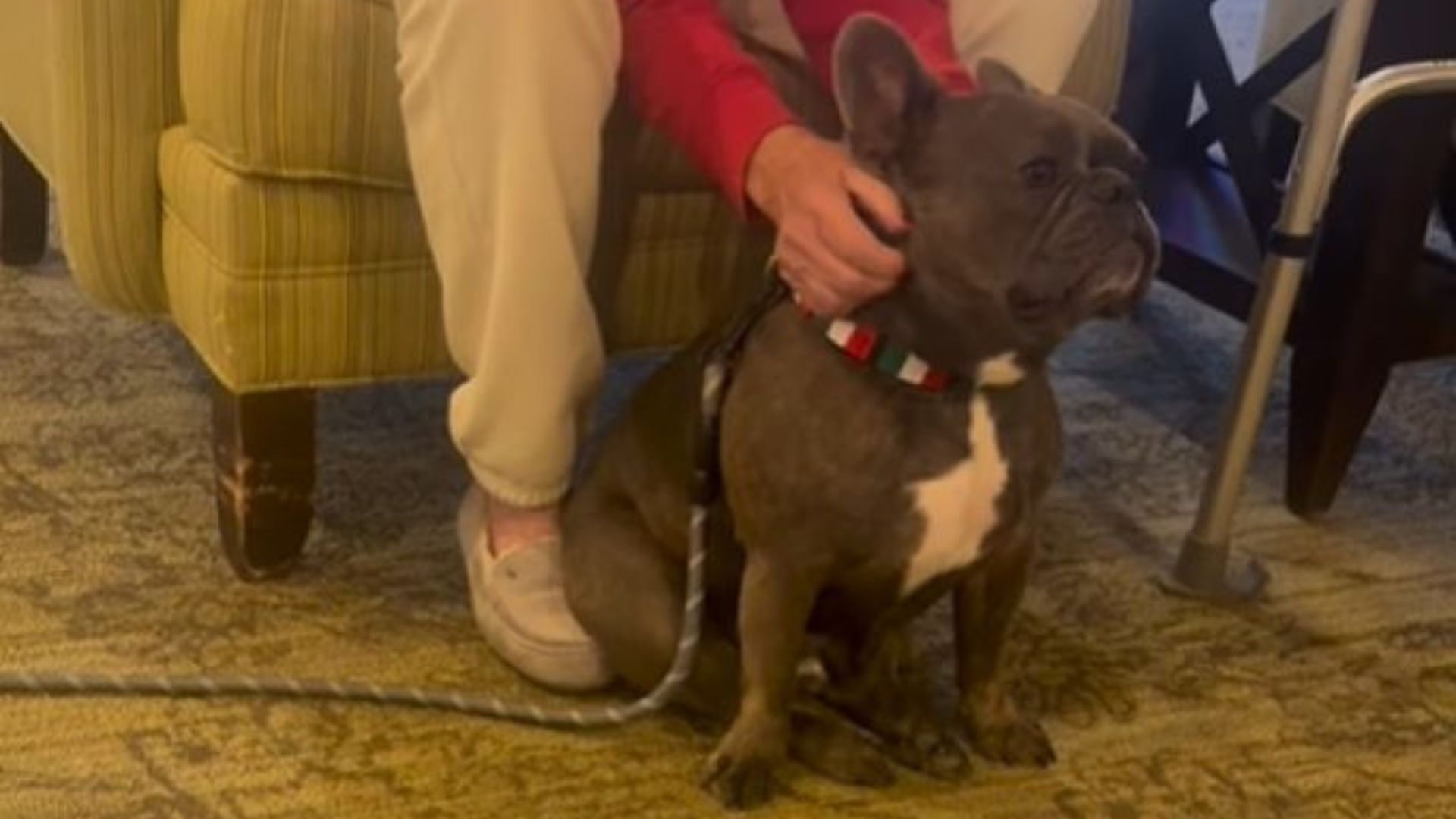 New Jersey Frenchie’s Sweet Nursing Home Routine Goes Viral