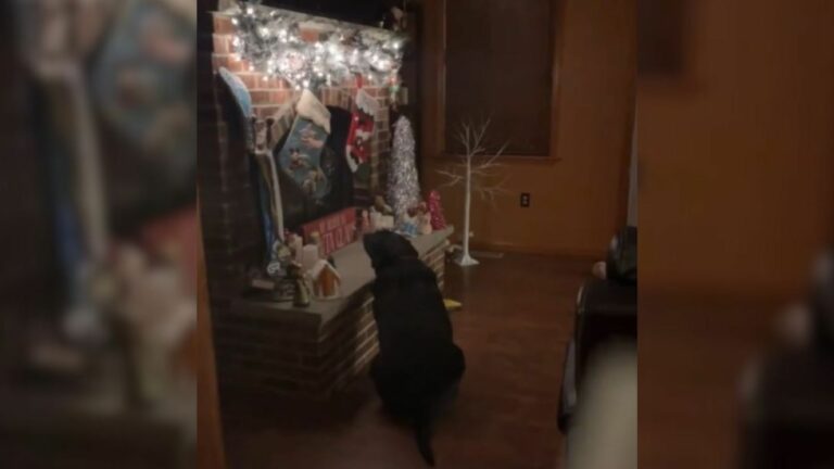 cute Labrador