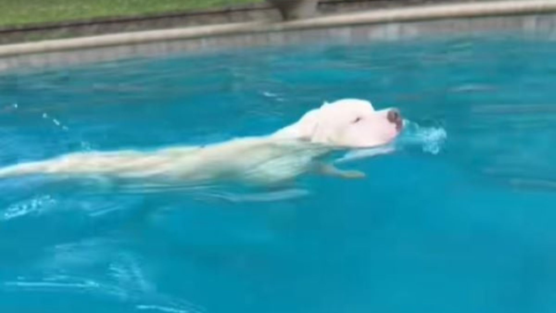 New Jersey Pup Refuses To Leave The Pool Even As Her Fur Turns Bright Green