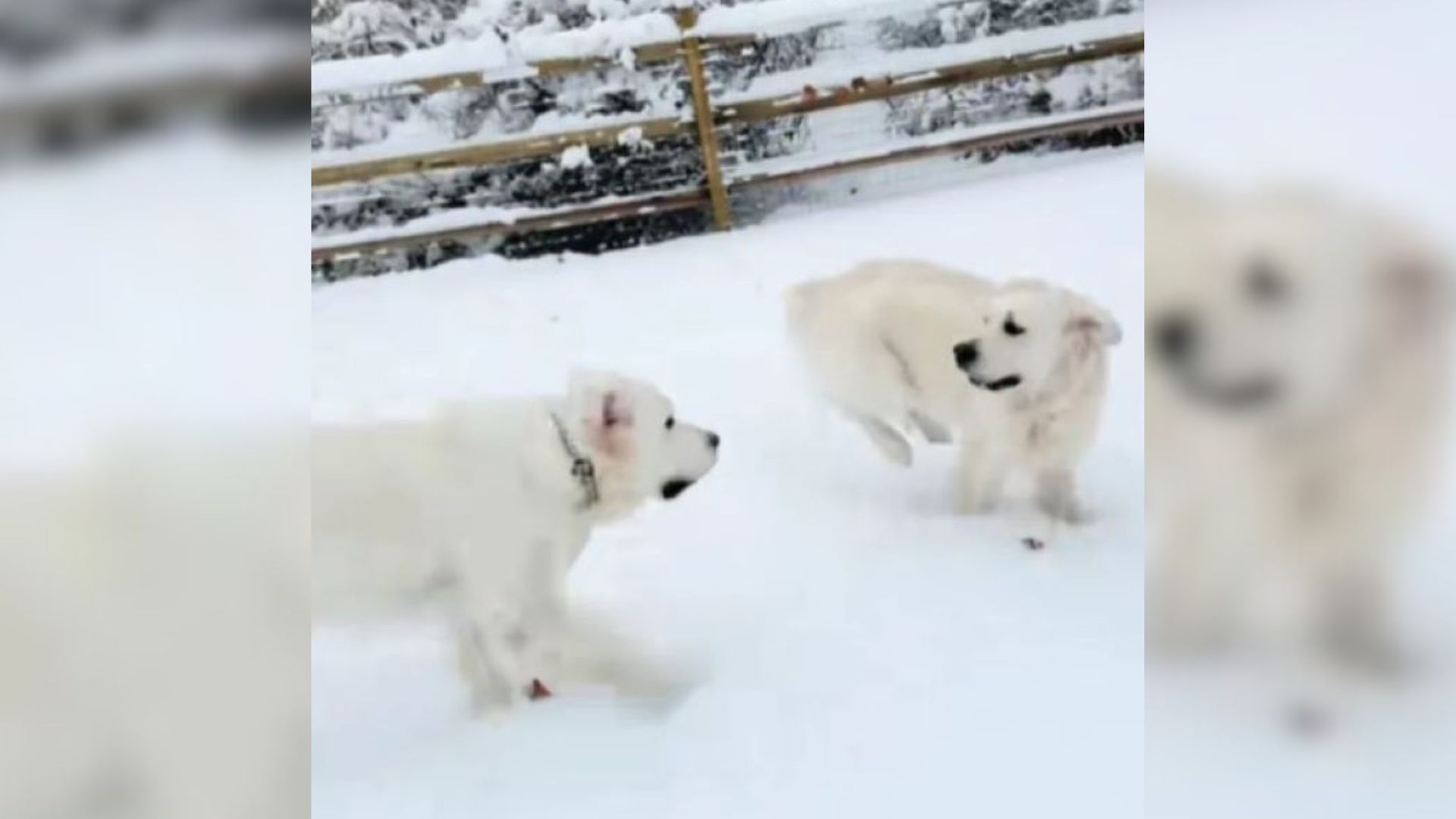 white dogs
