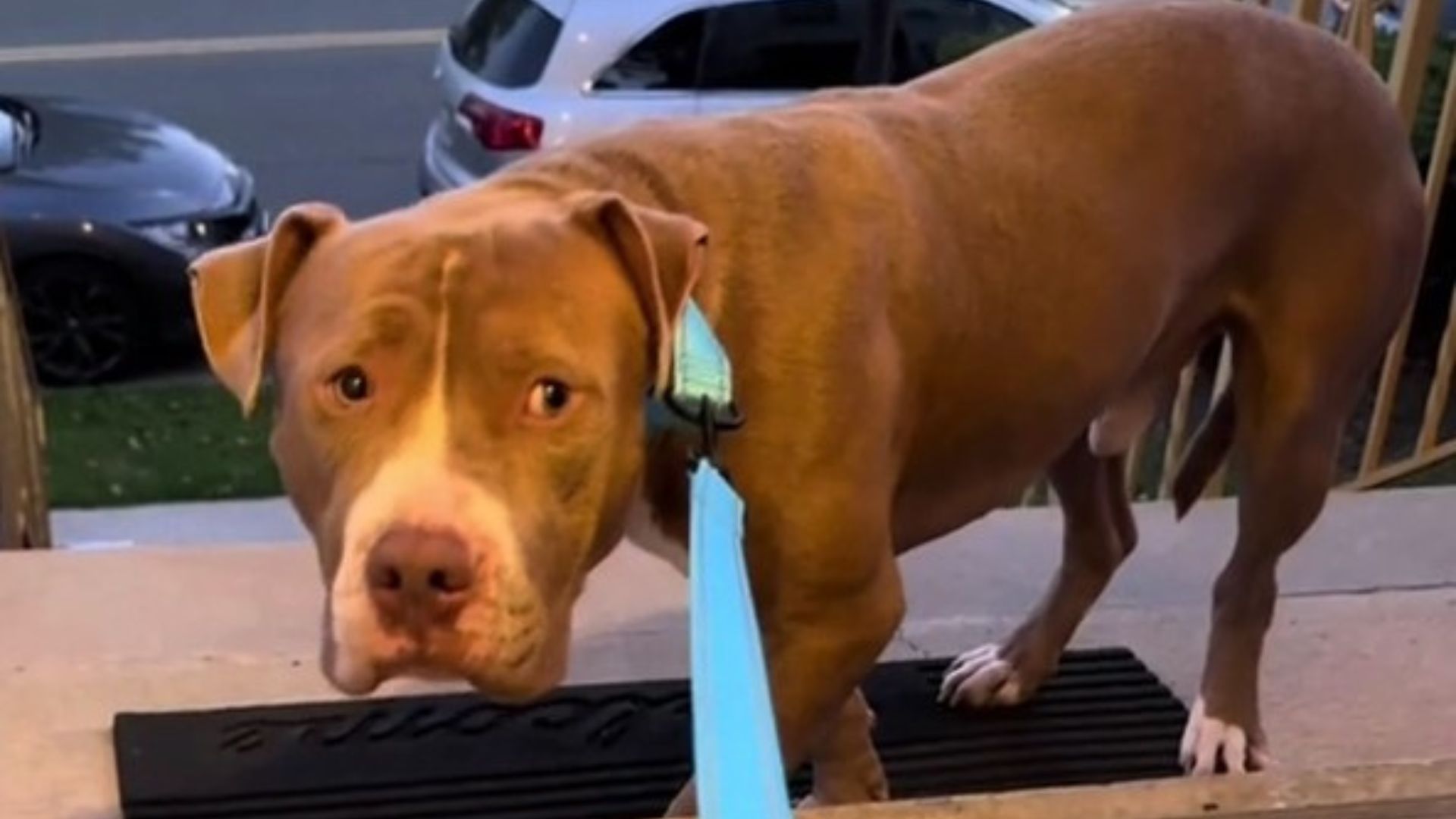New Jersey Shelter Dog Terrified To Enter His New Home Finds Comfort After A Heartfelt Moment