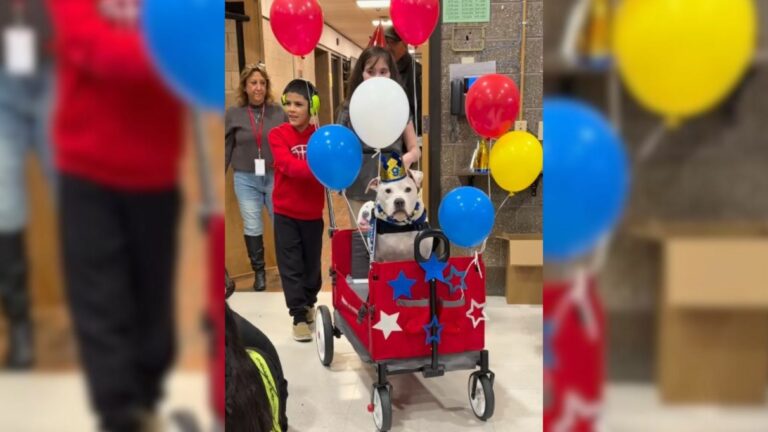 therapy dog