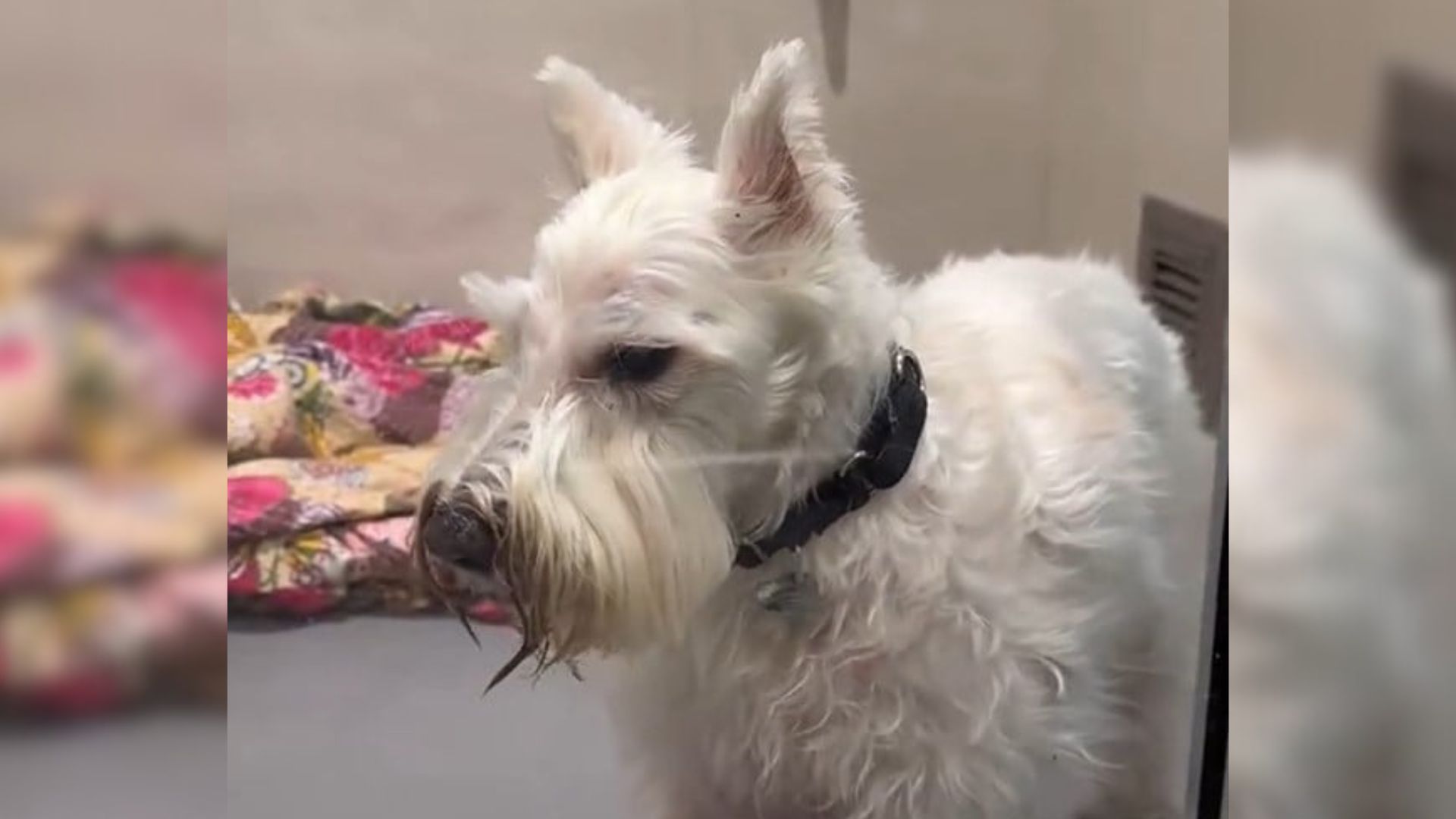New York Dog Left Behind After Fourteen Years Finds Hope In An Unforgettable Twist