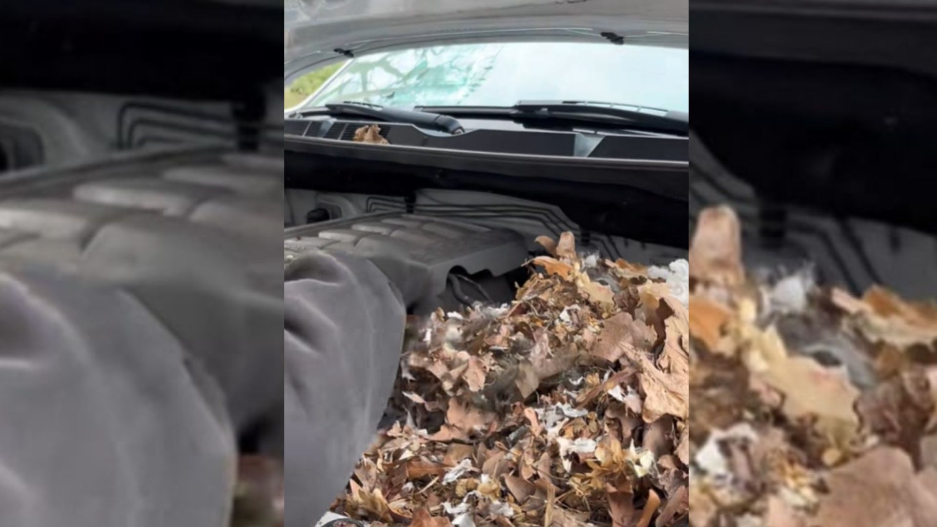New York Mechanic Stunned At The Sight Of Tiny Creatures Nestled Beneath The Engine