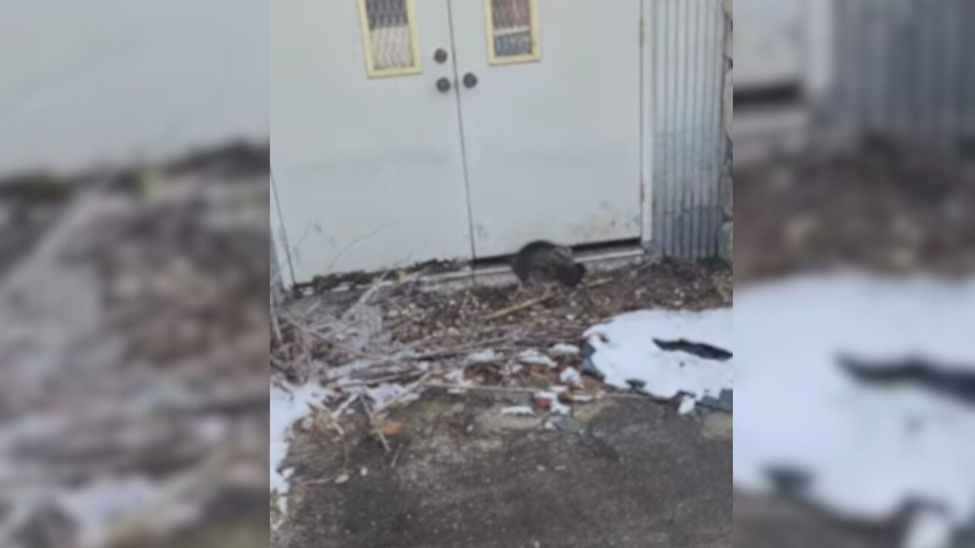 New York Pastor Stunned By A Fluffy Guest Waiting Helplessly At The Church Entrance