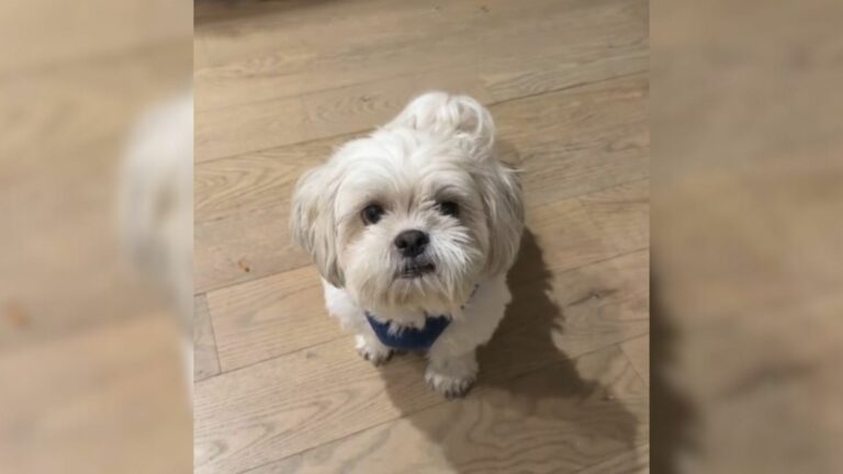 cute white pup