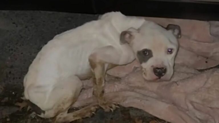 malnourished dog