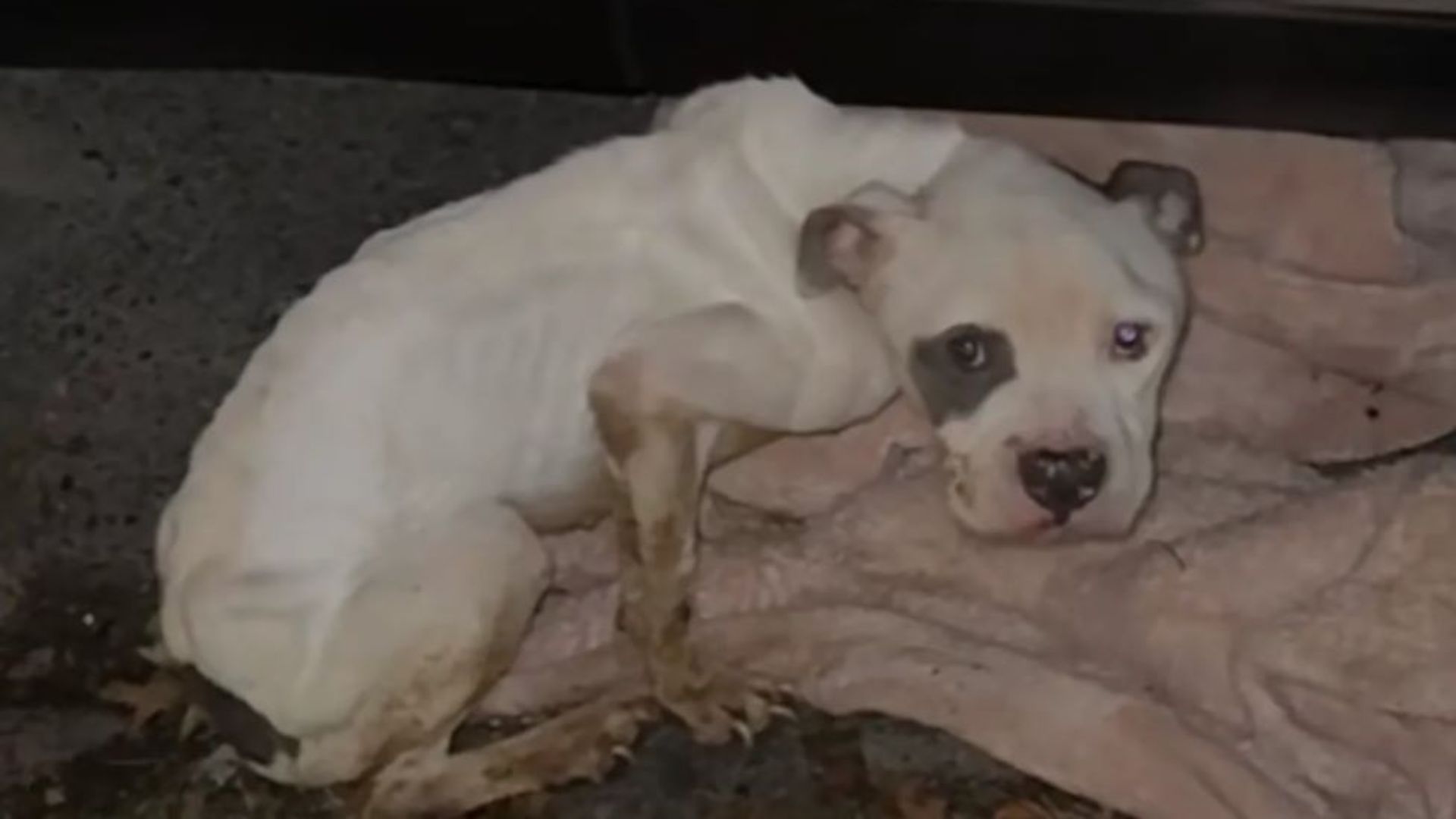 New York Woman Finds A Malnourished Dog Hiding Under Her Car And Races To Save Him