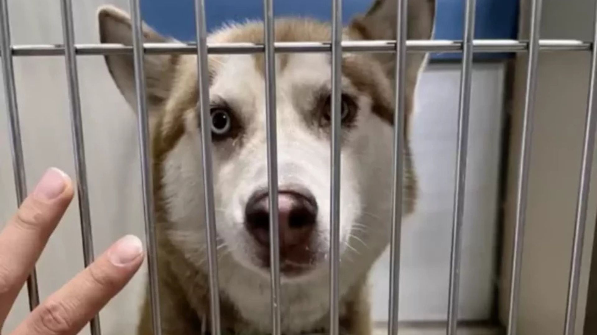 dog in shelter