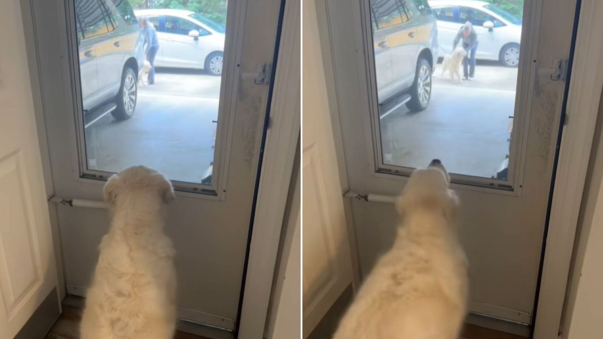 North Carolina Dog’s Best Friend From Playdates Suddenly Arrives With A Twist She Never Expected