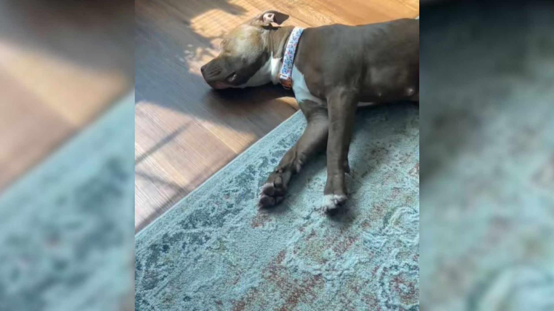 North Carolina Woman Takes Shelter Dog For Sleepover, Then Makes A Life-Changing Decision