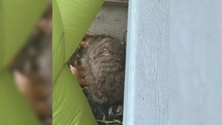 cute animal in yard