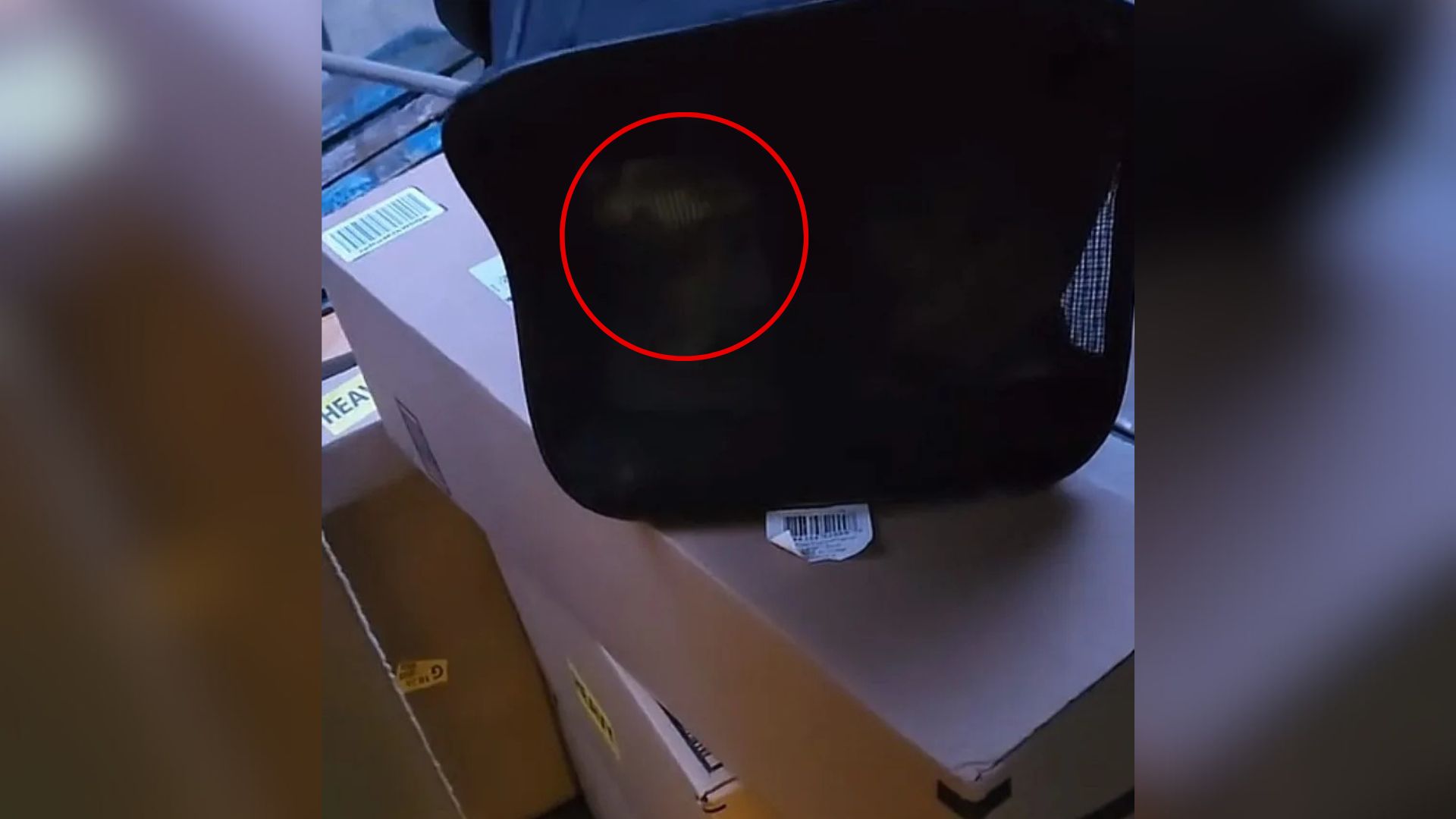 Ohio Homeowner Checks A Suspicious Package And Is Shocked To Find It Alive