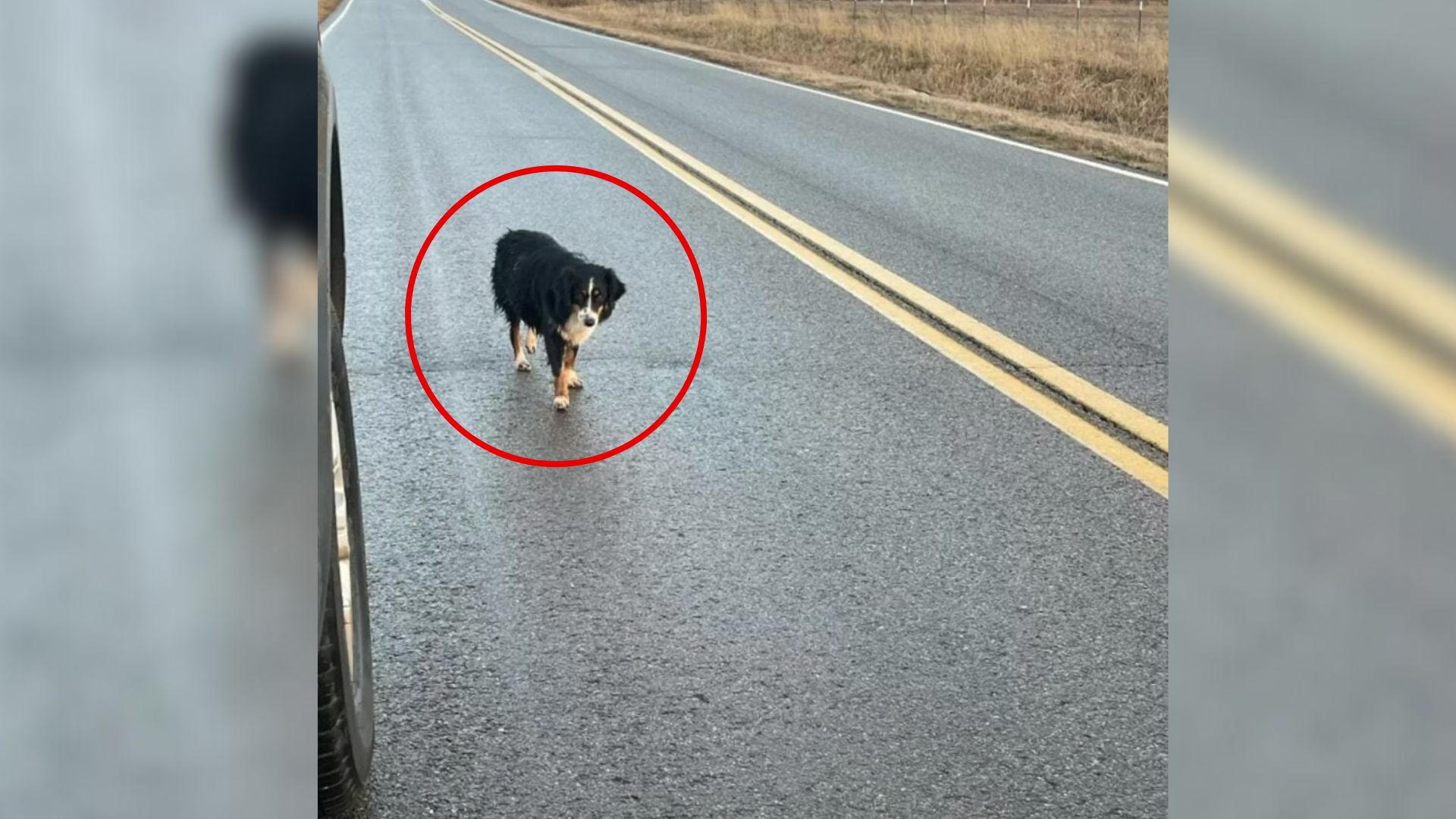 dog on road