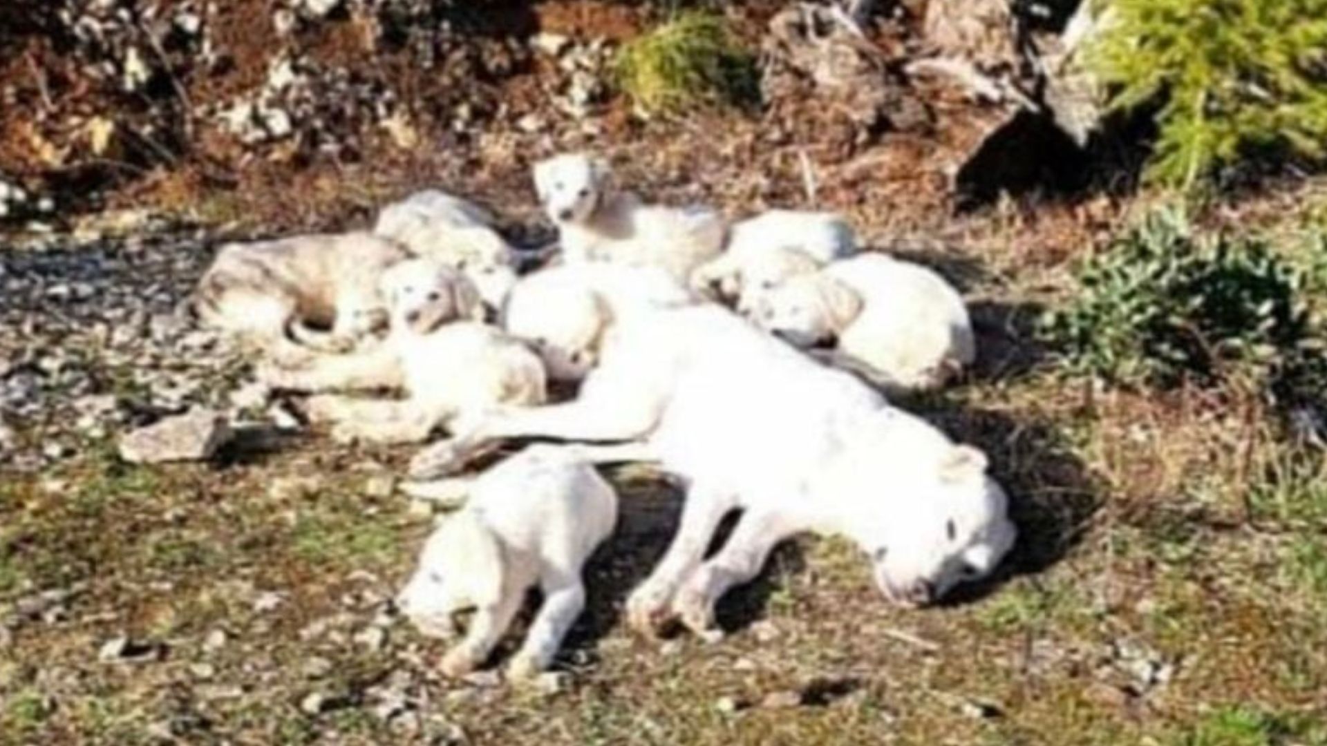 injured mother dog with puppies