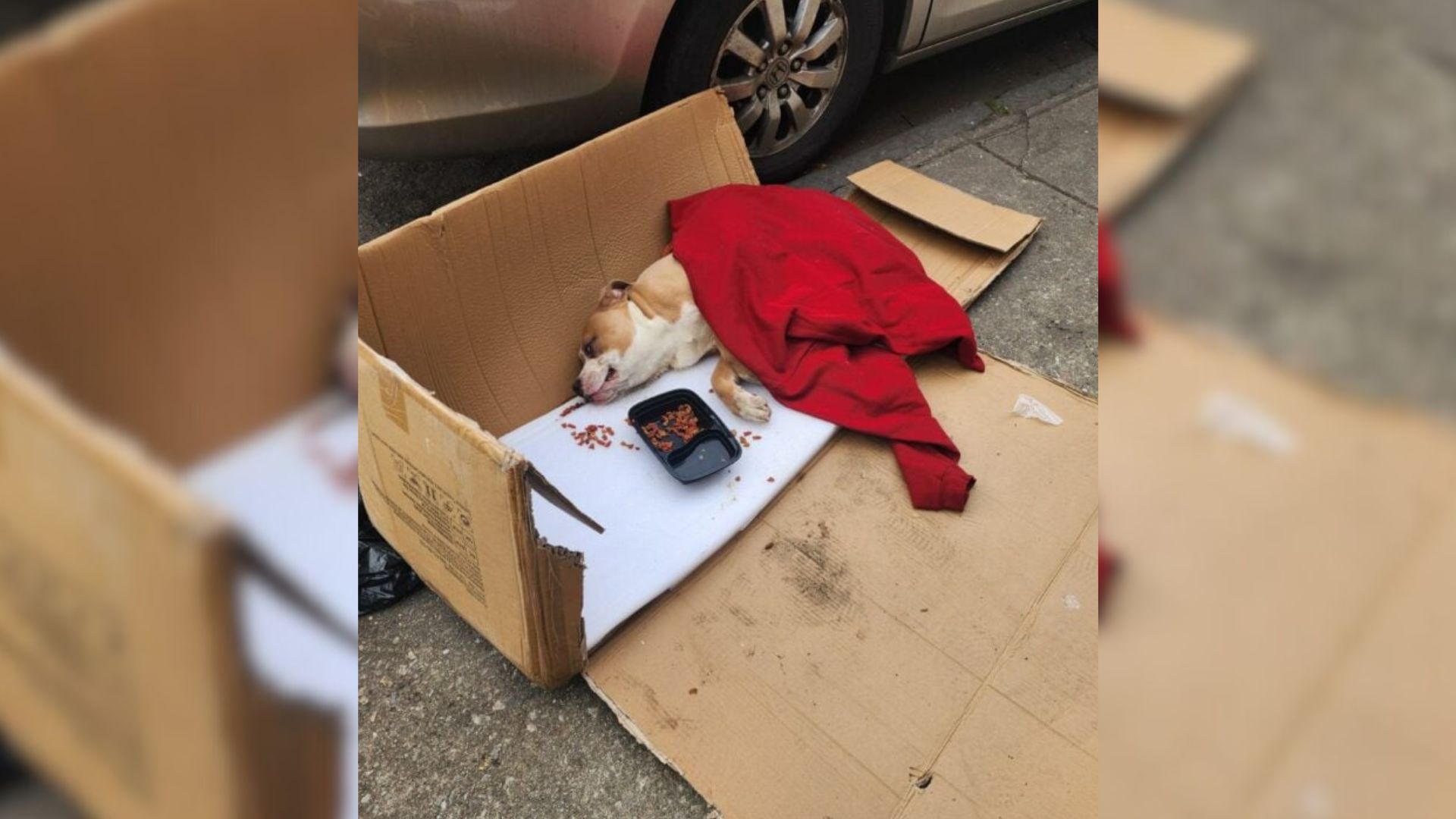 paralyzed dog in trash bag