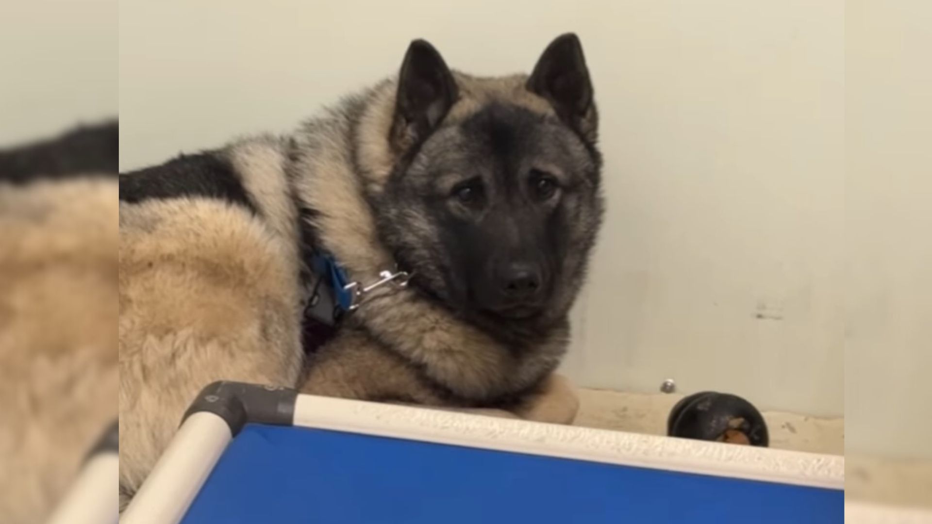 Pennsylvania Dog Curled In His Kennel Waits For The Family Who Will Change His Life