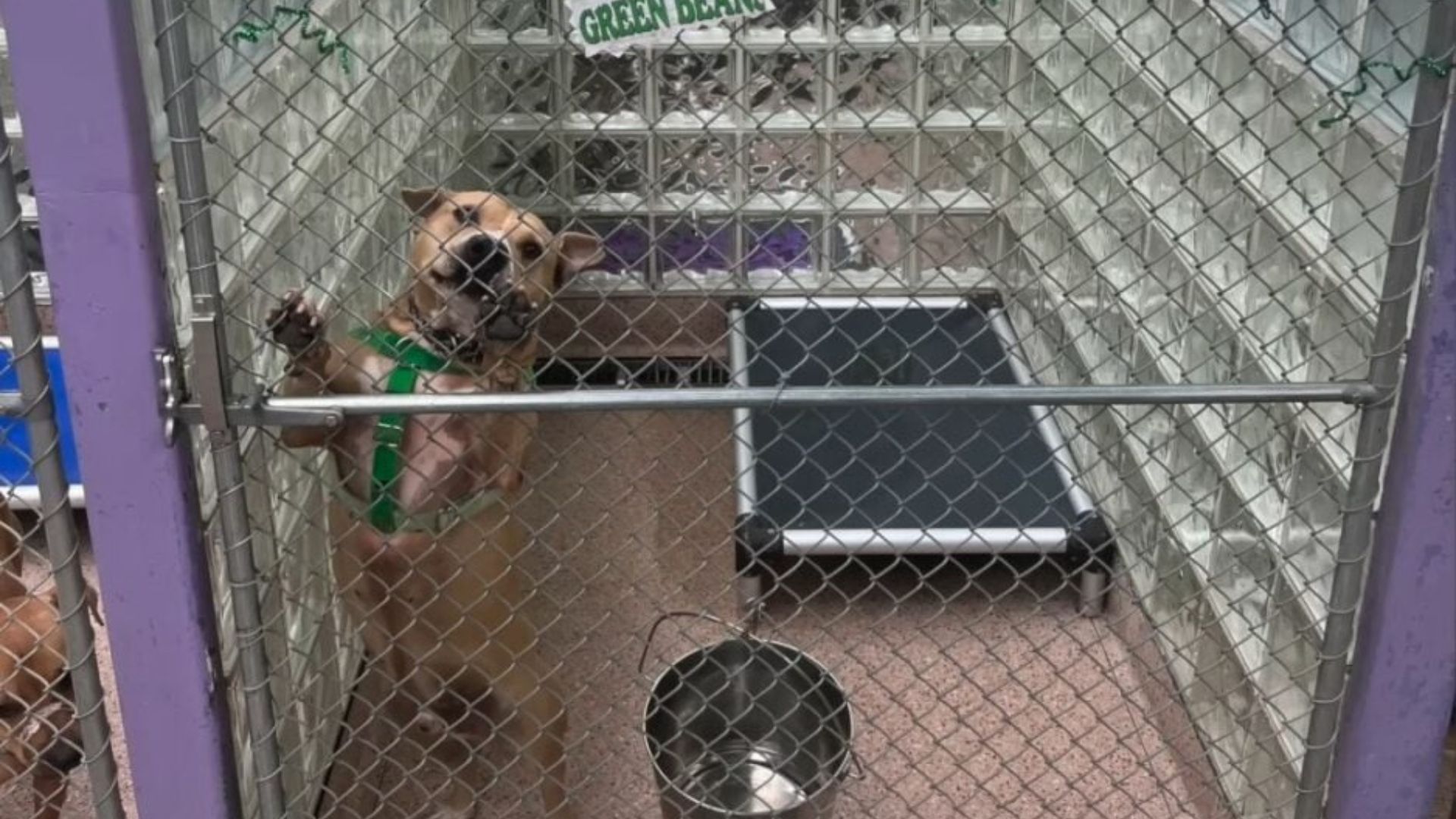 dog behind bars