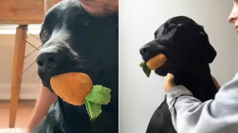 sweet black dog