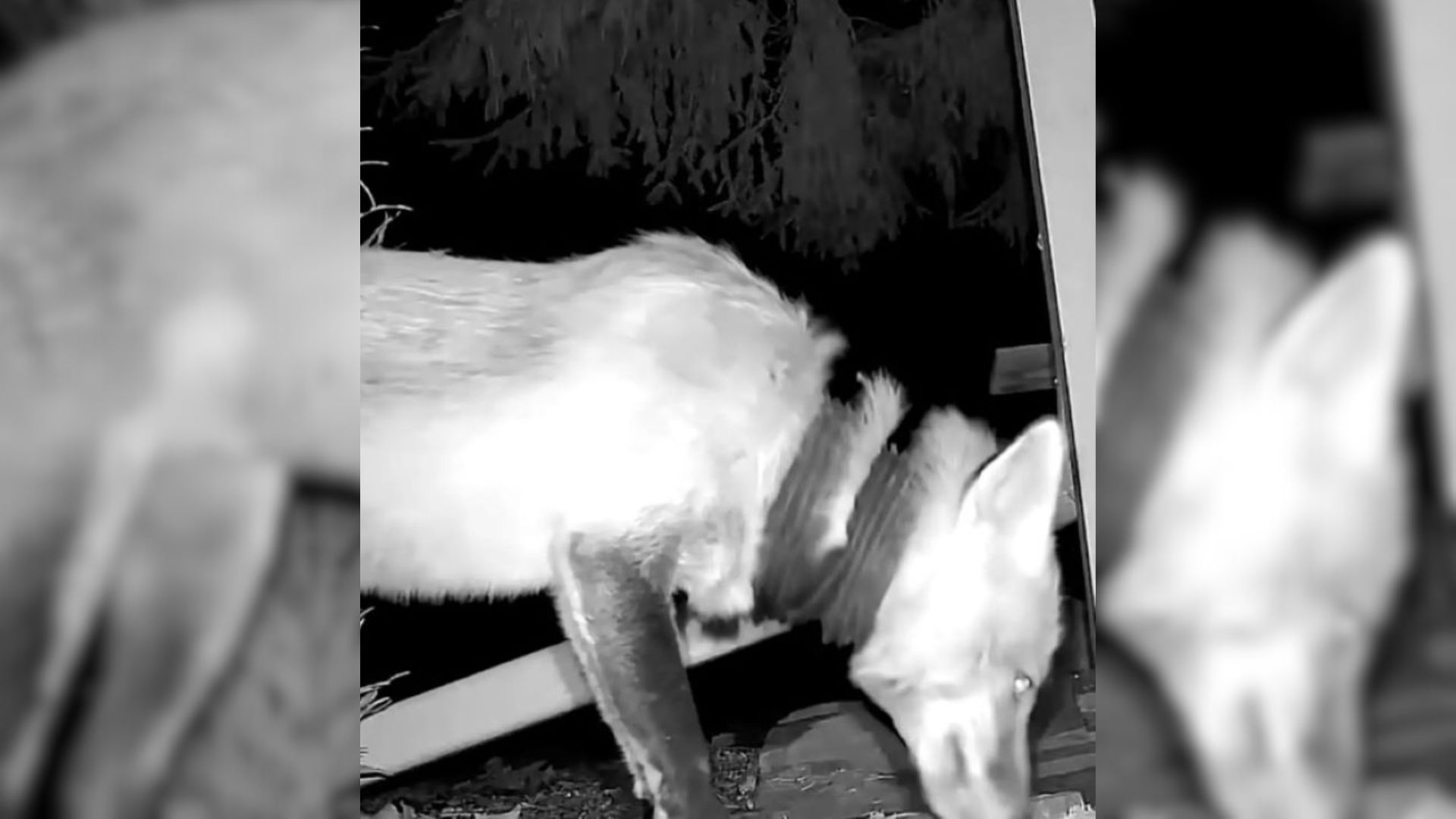 Pennsylvania Woman Freezes As A Mysterious Animal Emerges From The Shadows