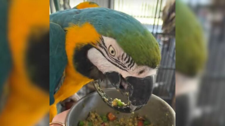 cute parrot