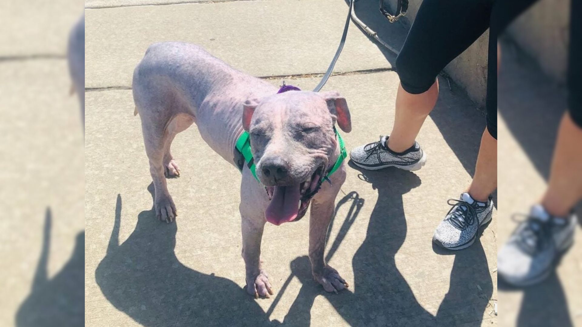 Pit Bull Found On The Streets Of Illinois Makes A Miraculous Recovery With Love And Care