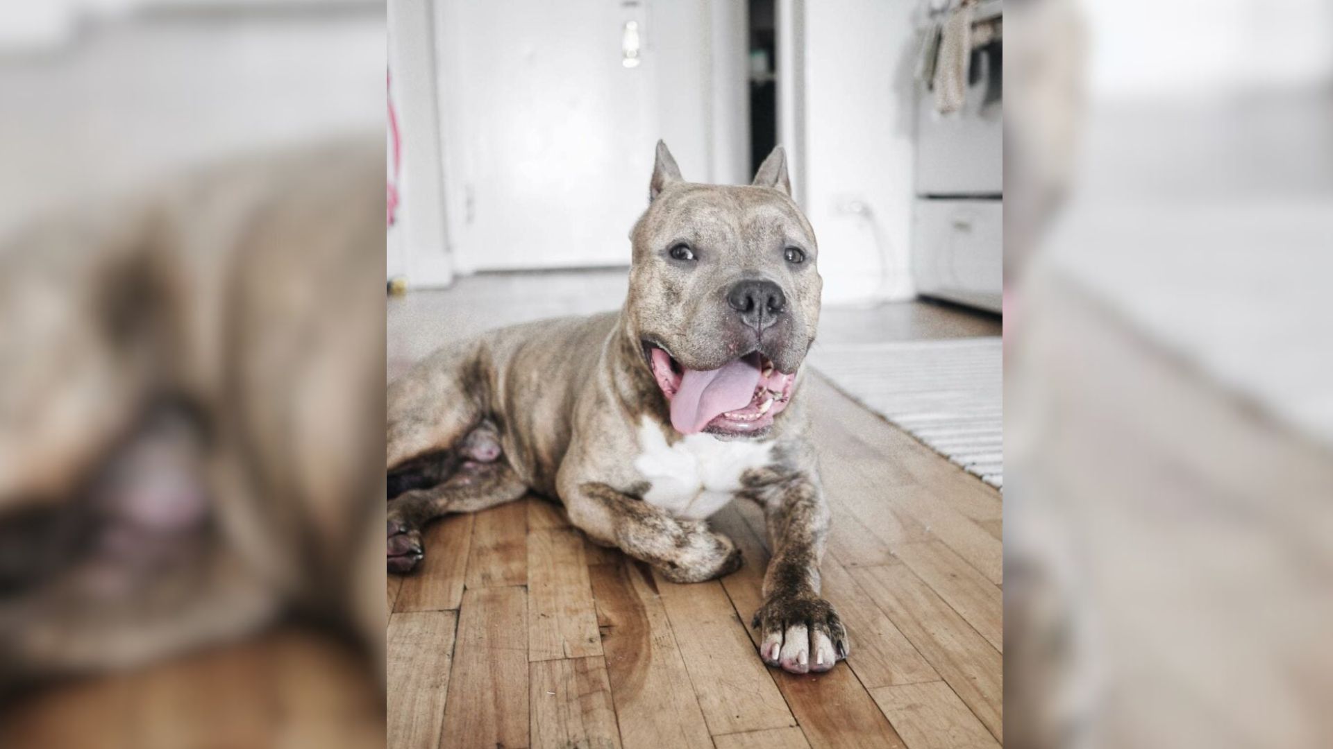 Pit Bull Overcomes Heartbreak And Finds Healing In A New York Woman’s Home