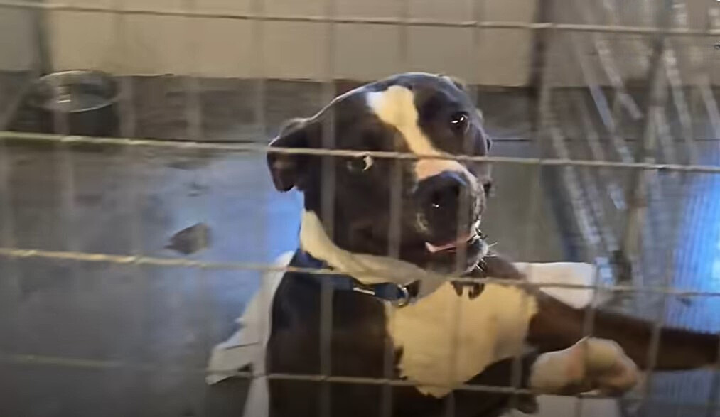 Pit Bull in crate